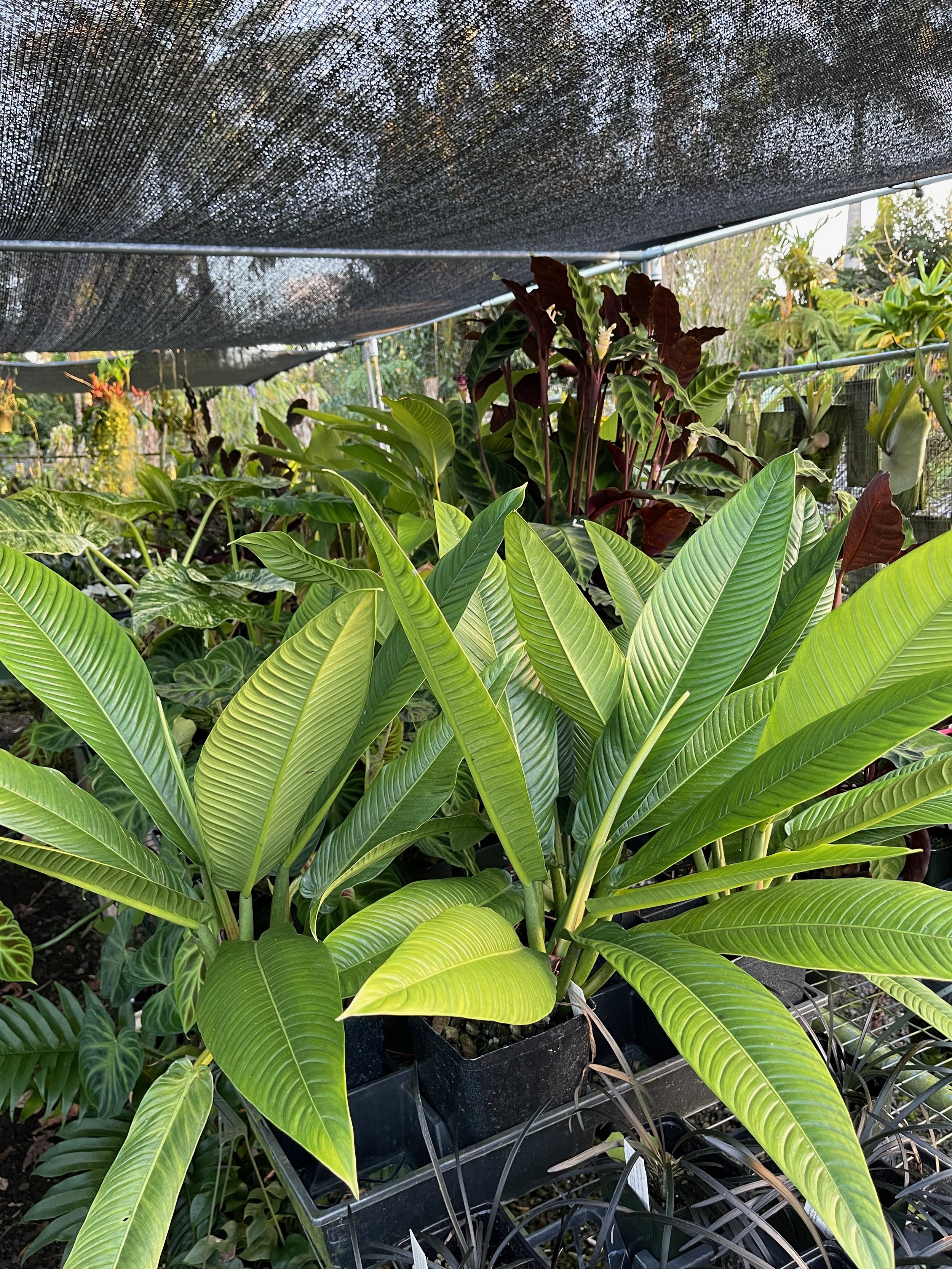Philodendron campii 'Lynette' (4).jpeg