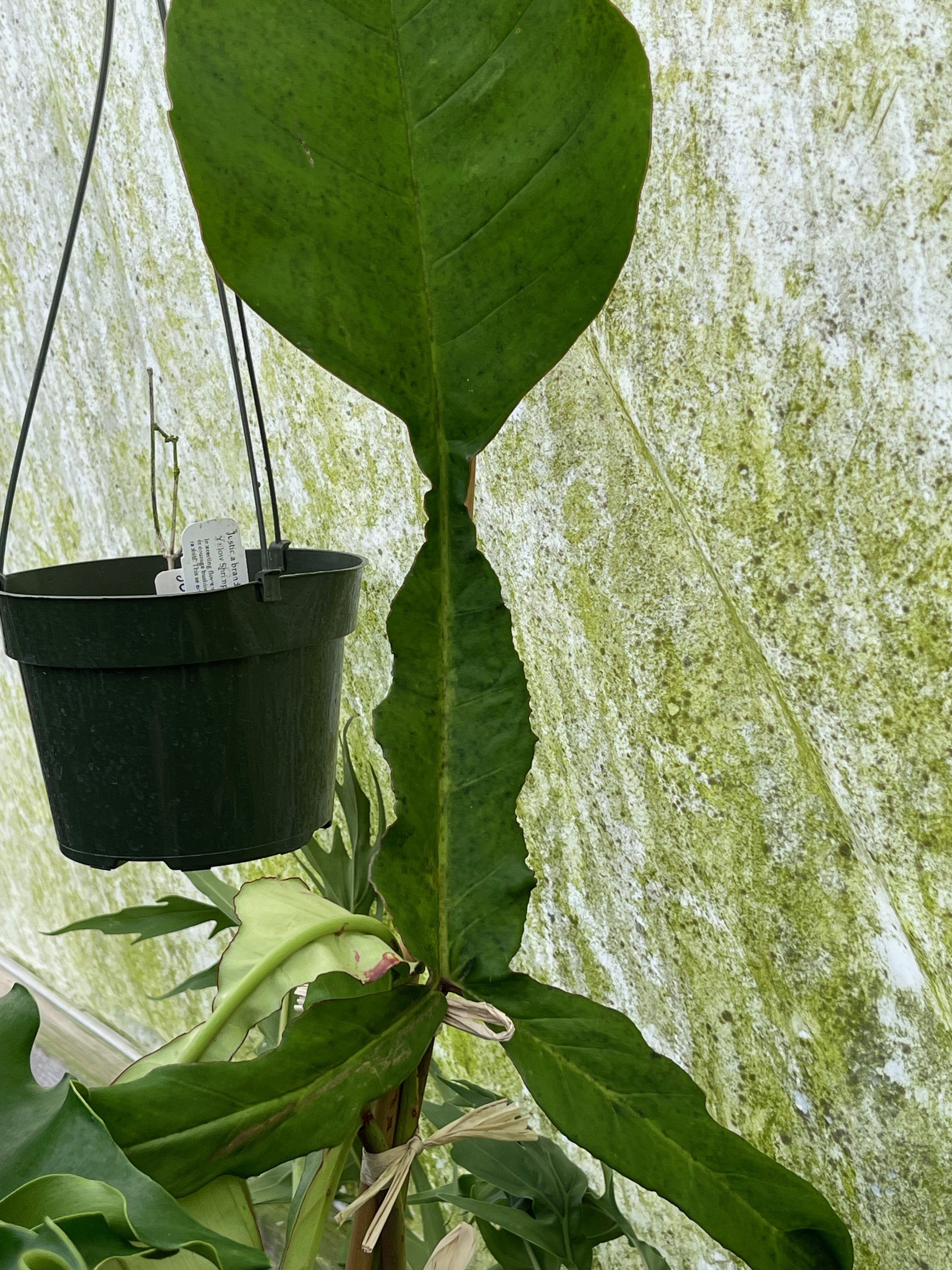 Philodendron joepii (2).jpeg