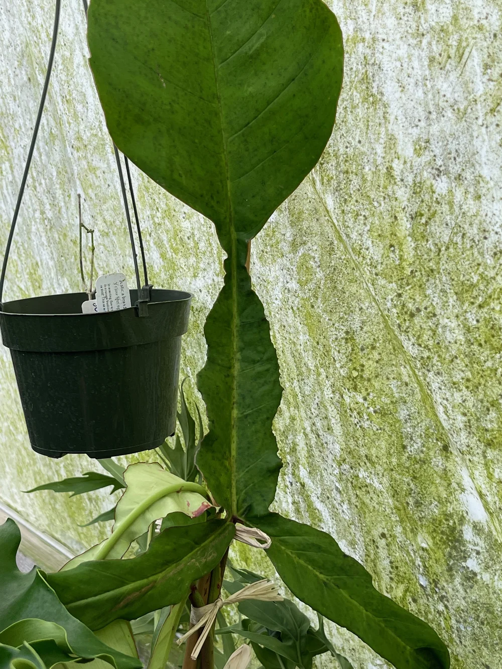 philodendron silver sword flower Philodendron 'Silver Sword' | Indoor Plant | Tropical Plant | Potted Plant
