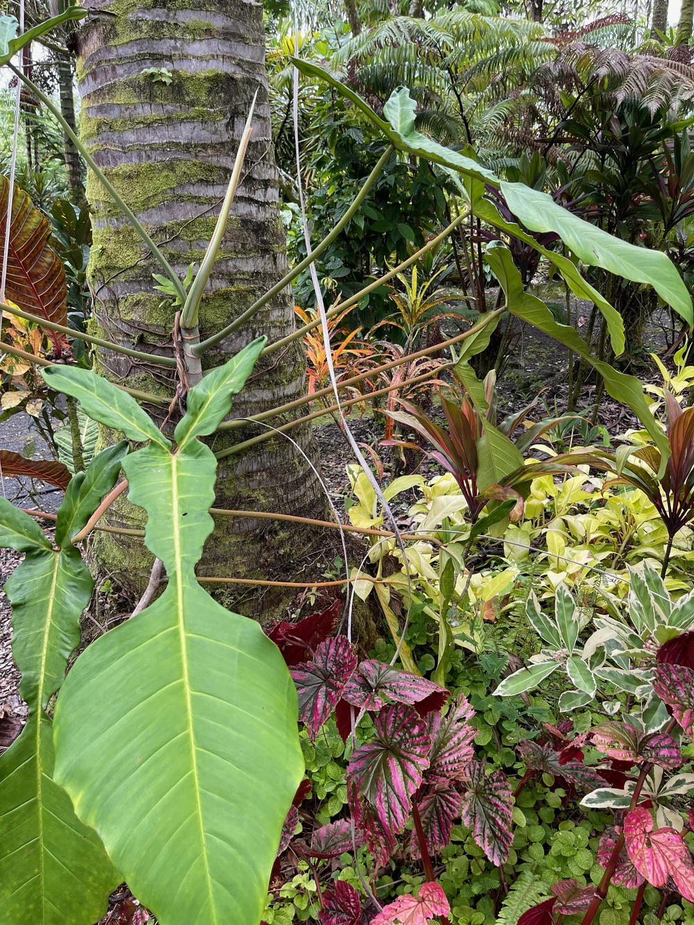 Philodendron joepii  Vintage Green Farms with Tom Piergrossi
