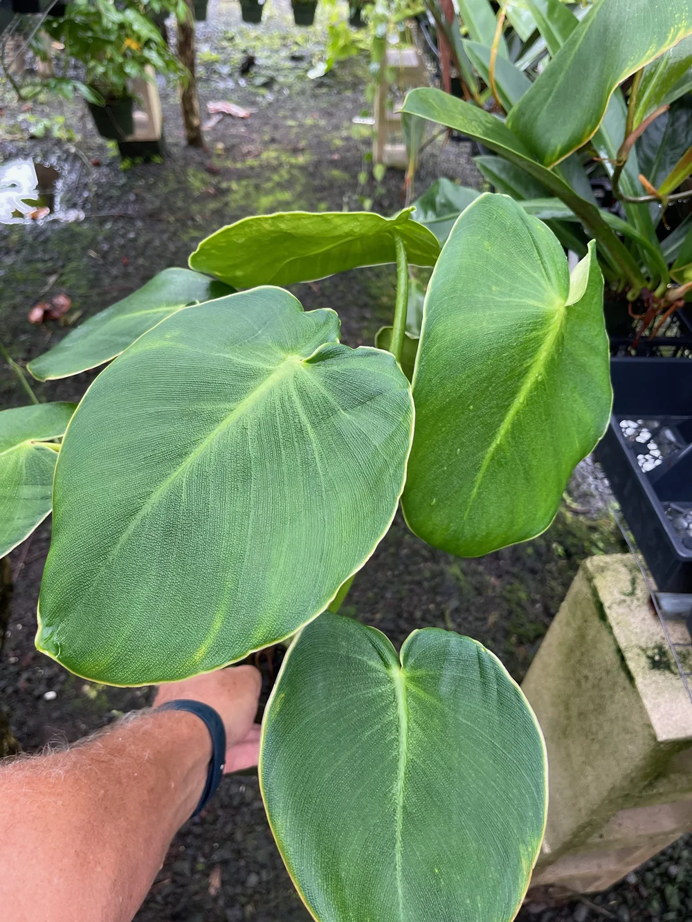 Philodendron rugosum  Vintage Green Farms with Tom Piergrossi
