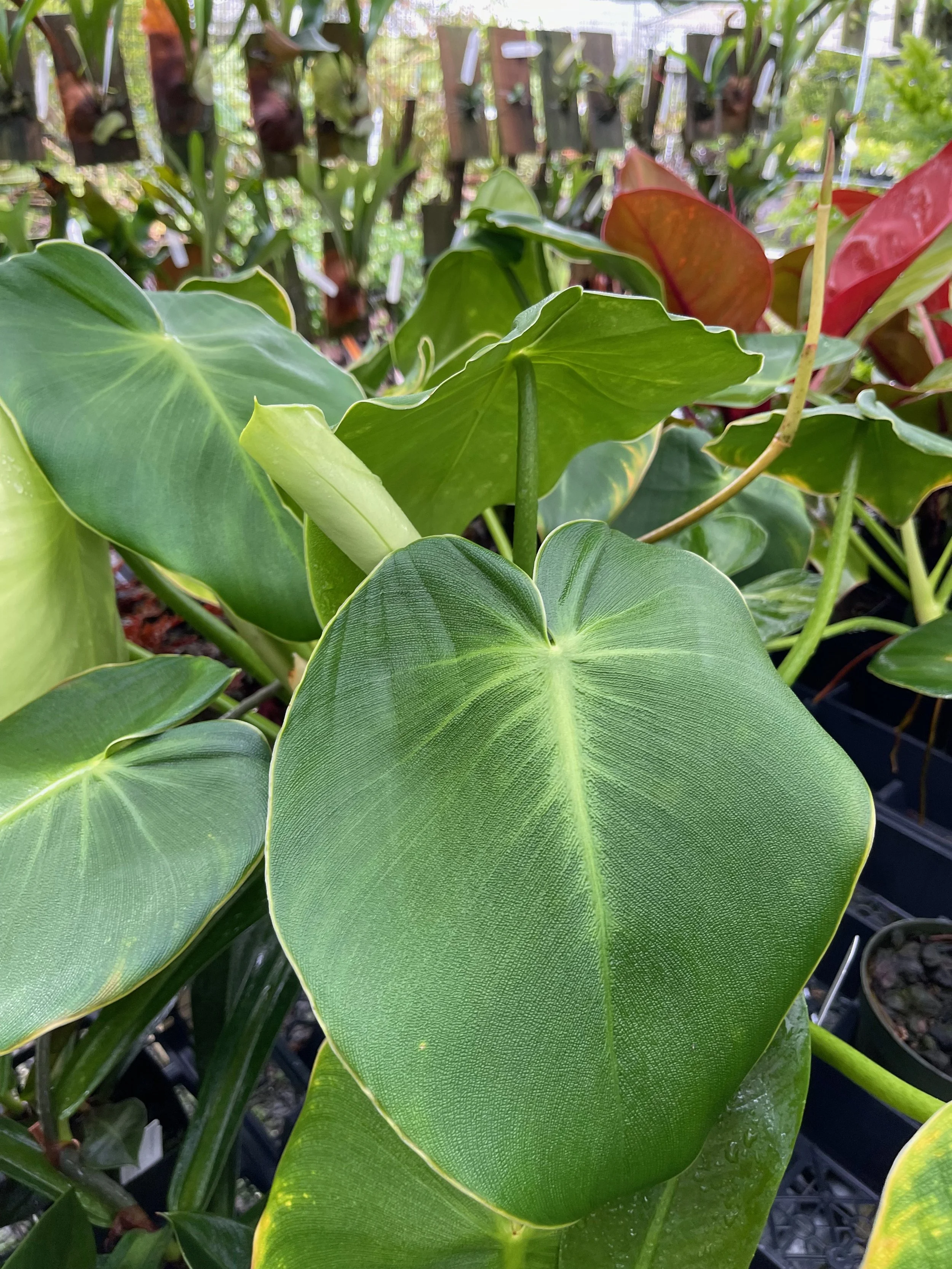 Philodendron rugosum (3).jpeg