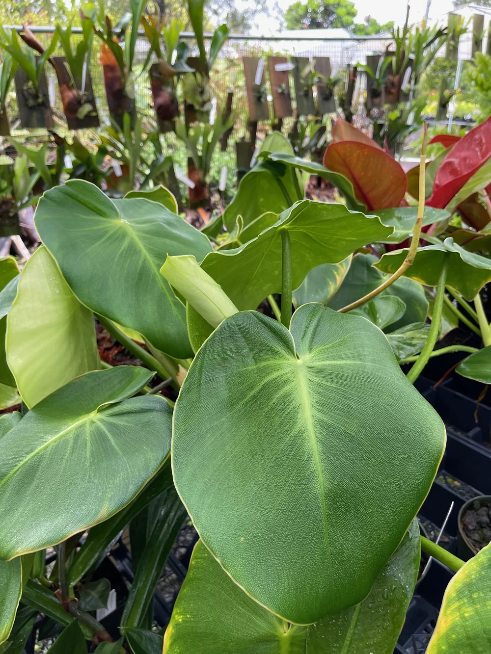 Philodendron rugosum  Vintage Green Farms with Tom Piergrossi