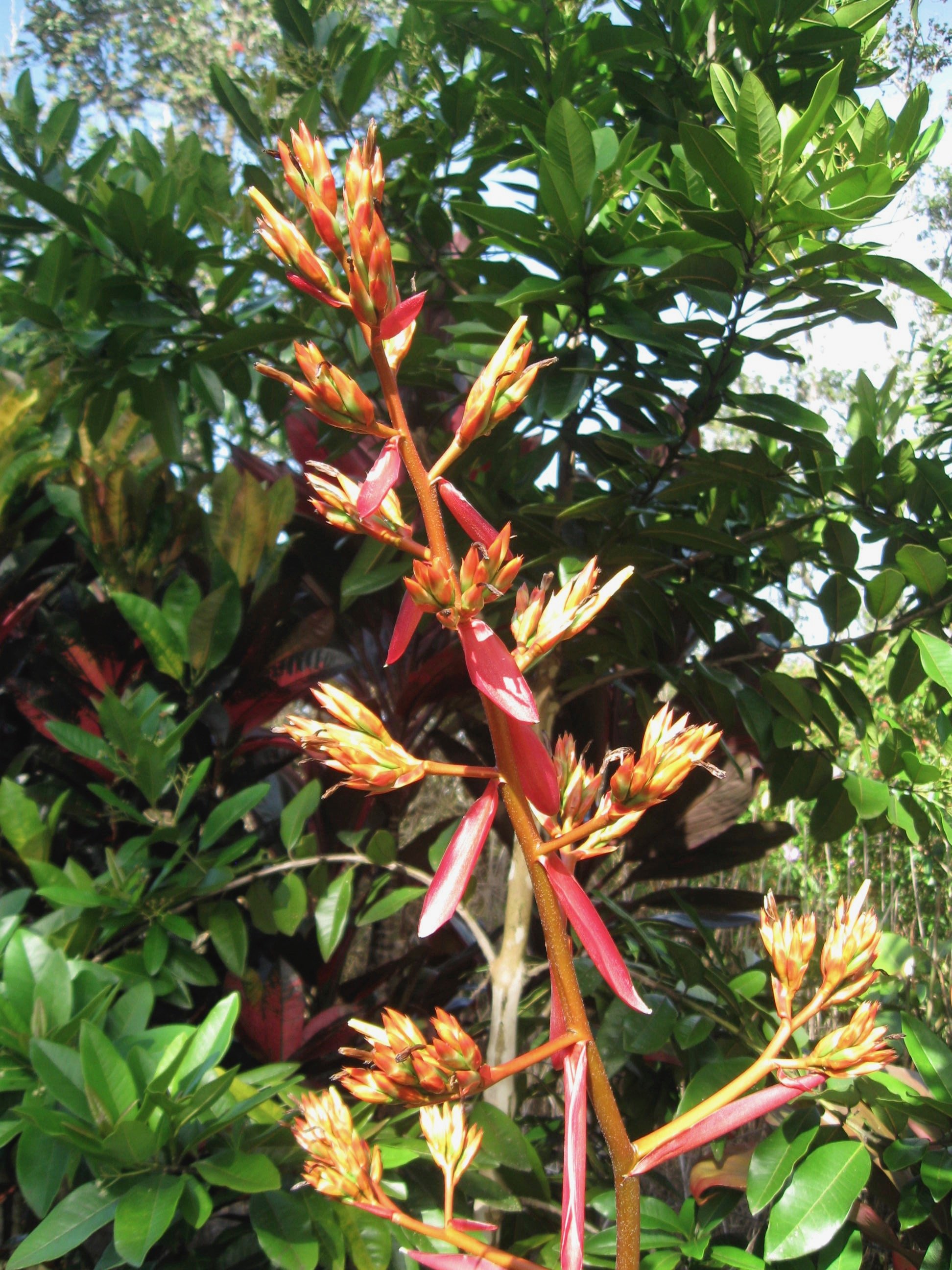 Portmea x 'Puna'.jpeg