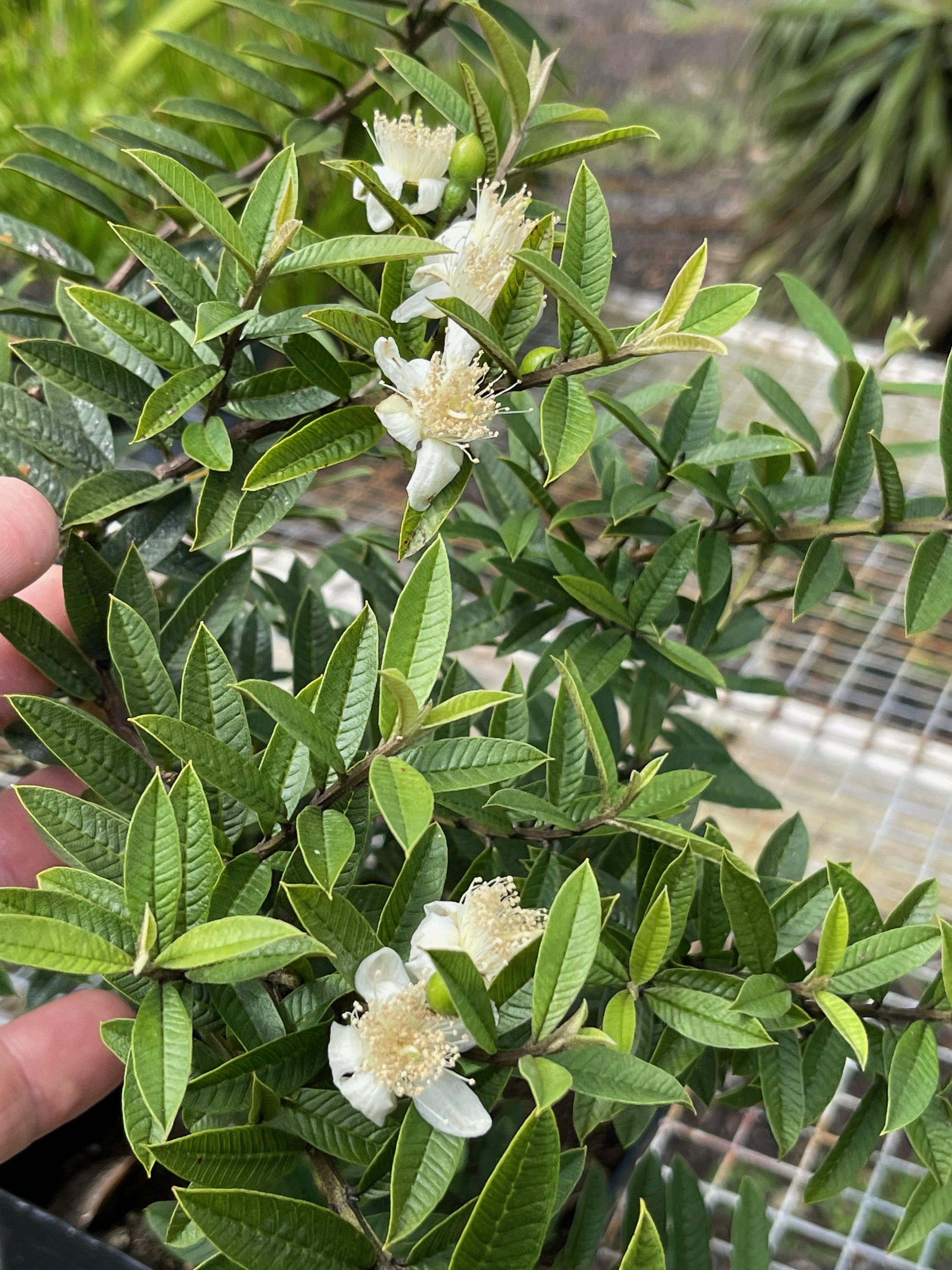 Psidium guajava (compact form) (1).jpeg