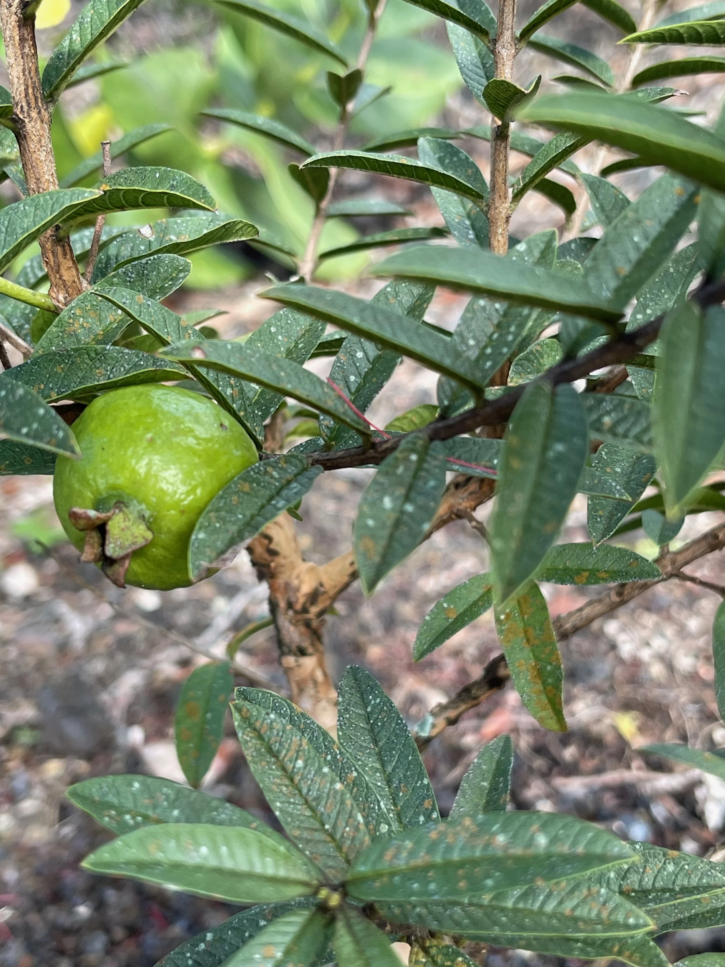 Psidium guajava (compact form) (3).jpeg