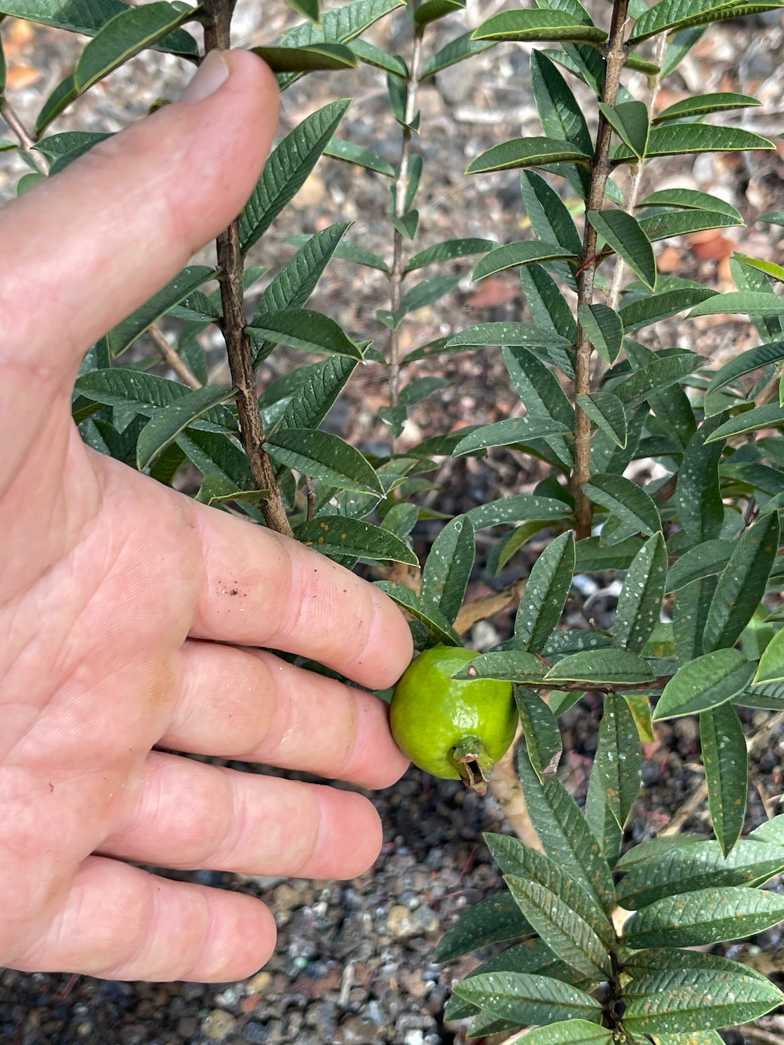 Psidium guajava (compact form) (5).jpeg