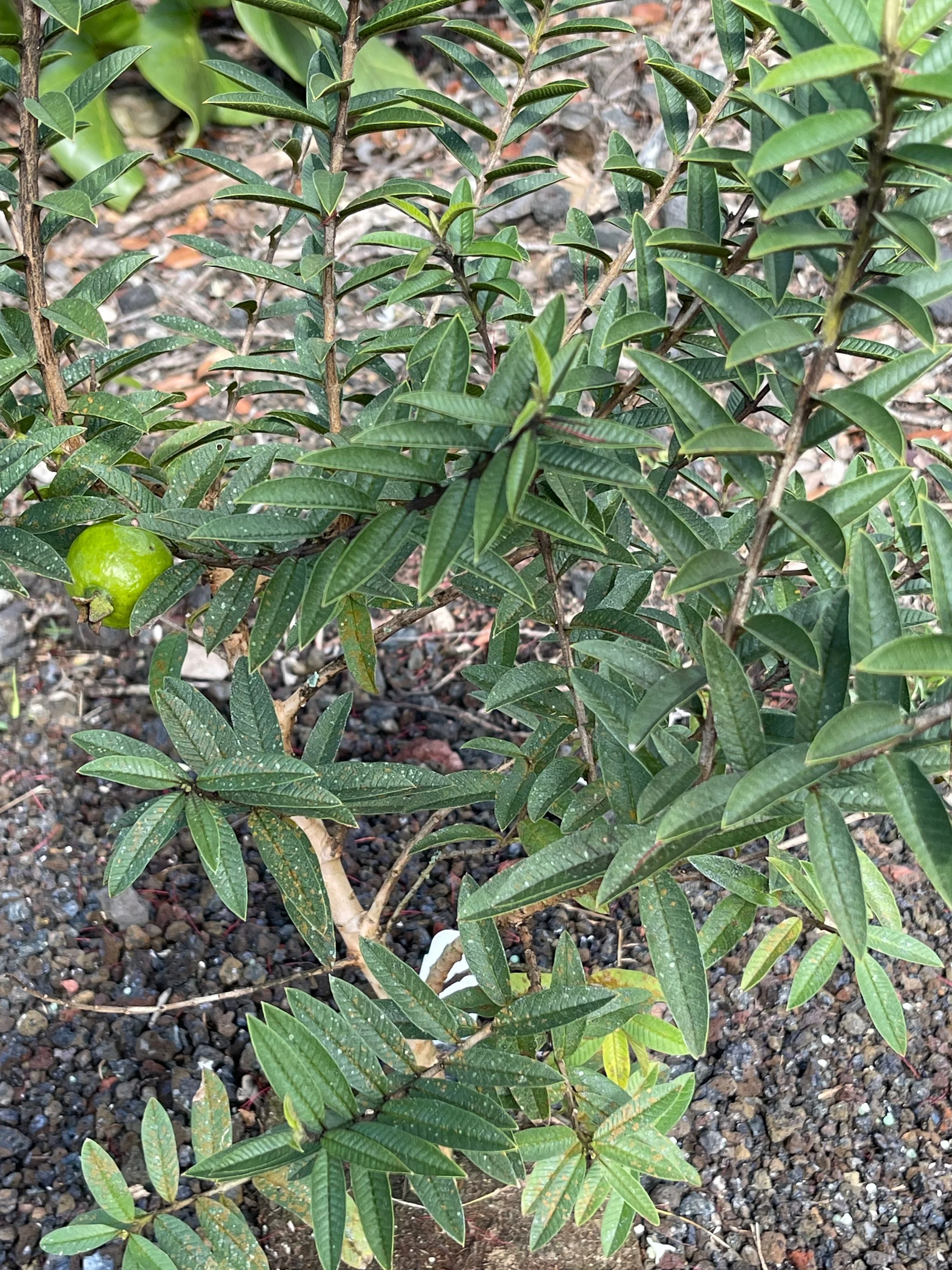 Psidium guajava (compact form) (2).jpeg
