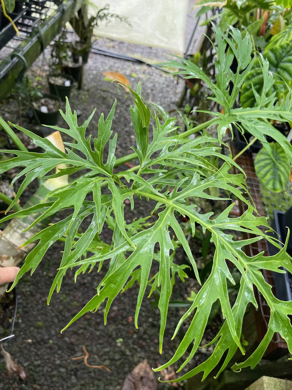 philodendron colombianum Philodendron 'Colombia' | Easy Care Trailing Plant
