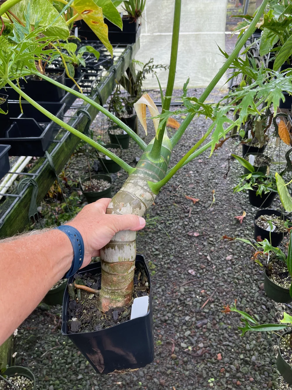 Philodendron warscewiczii  Vintage Green Farms with Tom Piergrossi