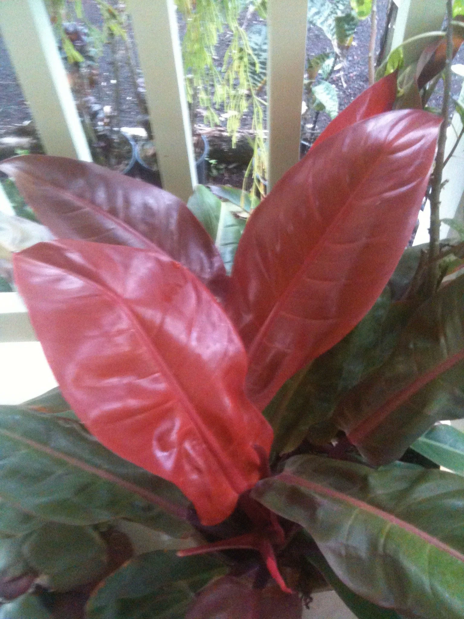 philodendron_prince_of_orange.jpeg