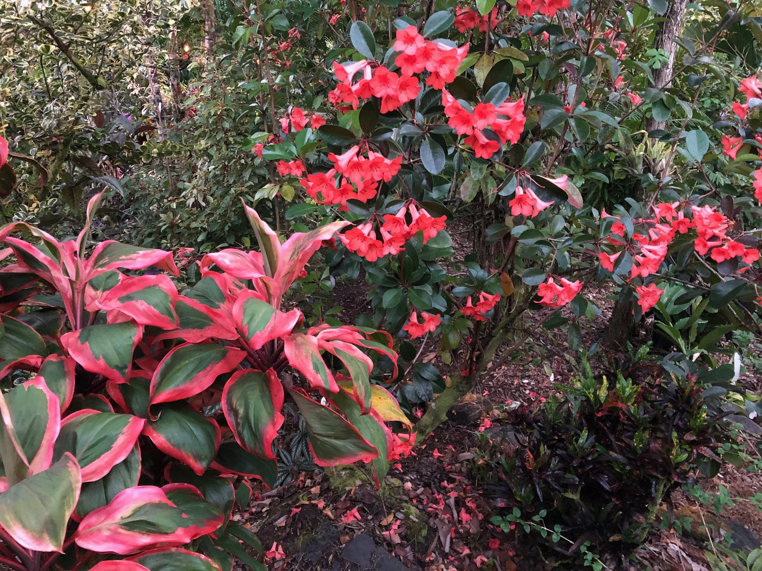 Rhododendron vireya 'Birats's Red'.jpeg
