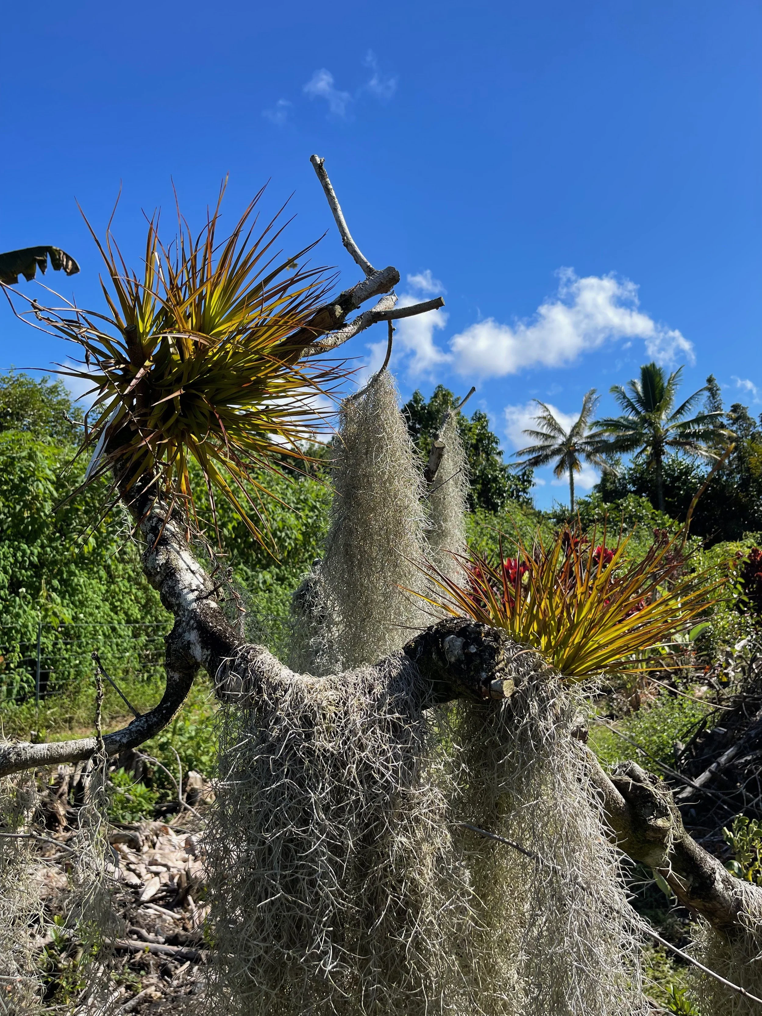 Tillandsia dodsonii.jpeg
