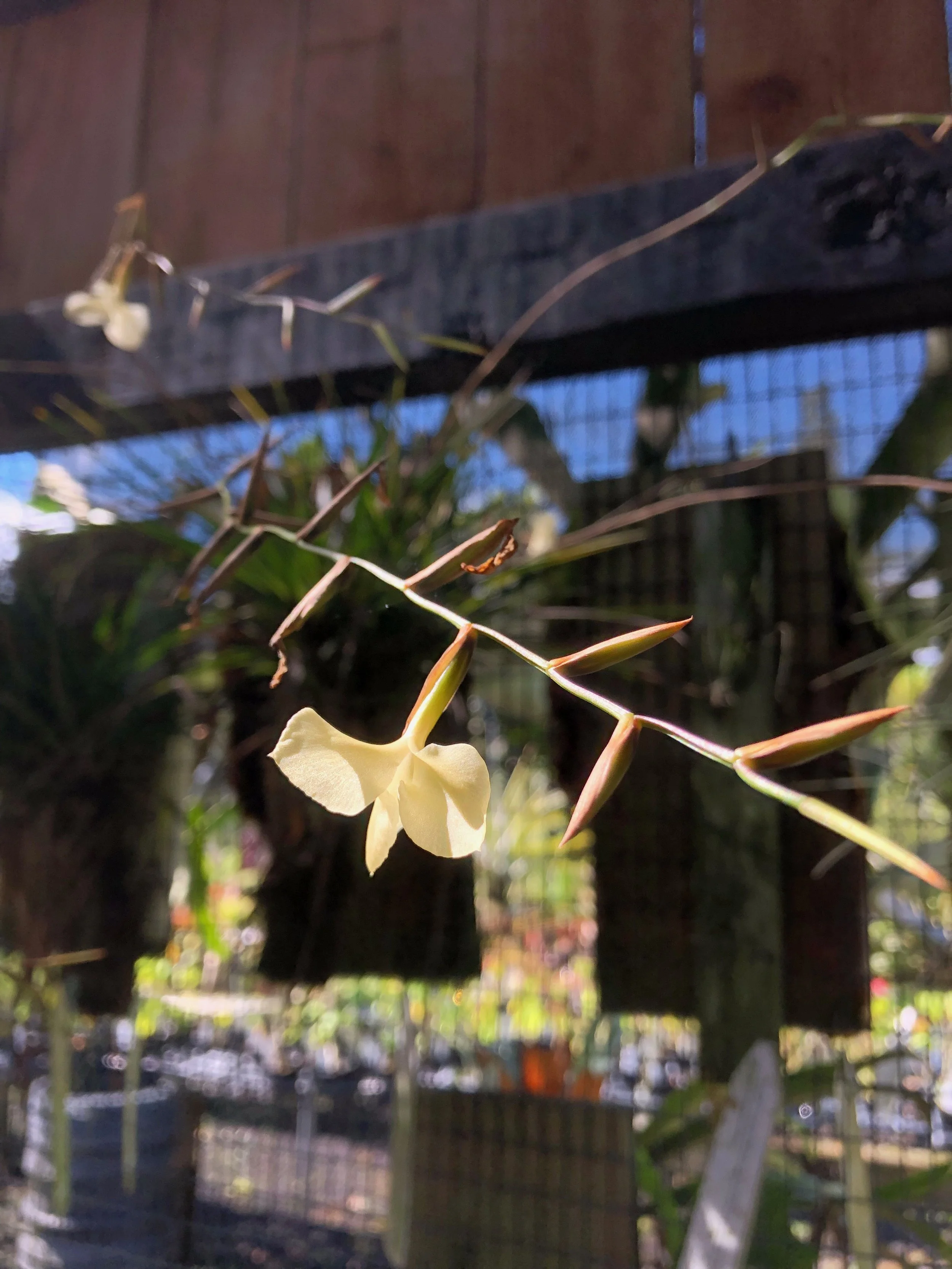 Tillandsia dodsonii (5).jpeg