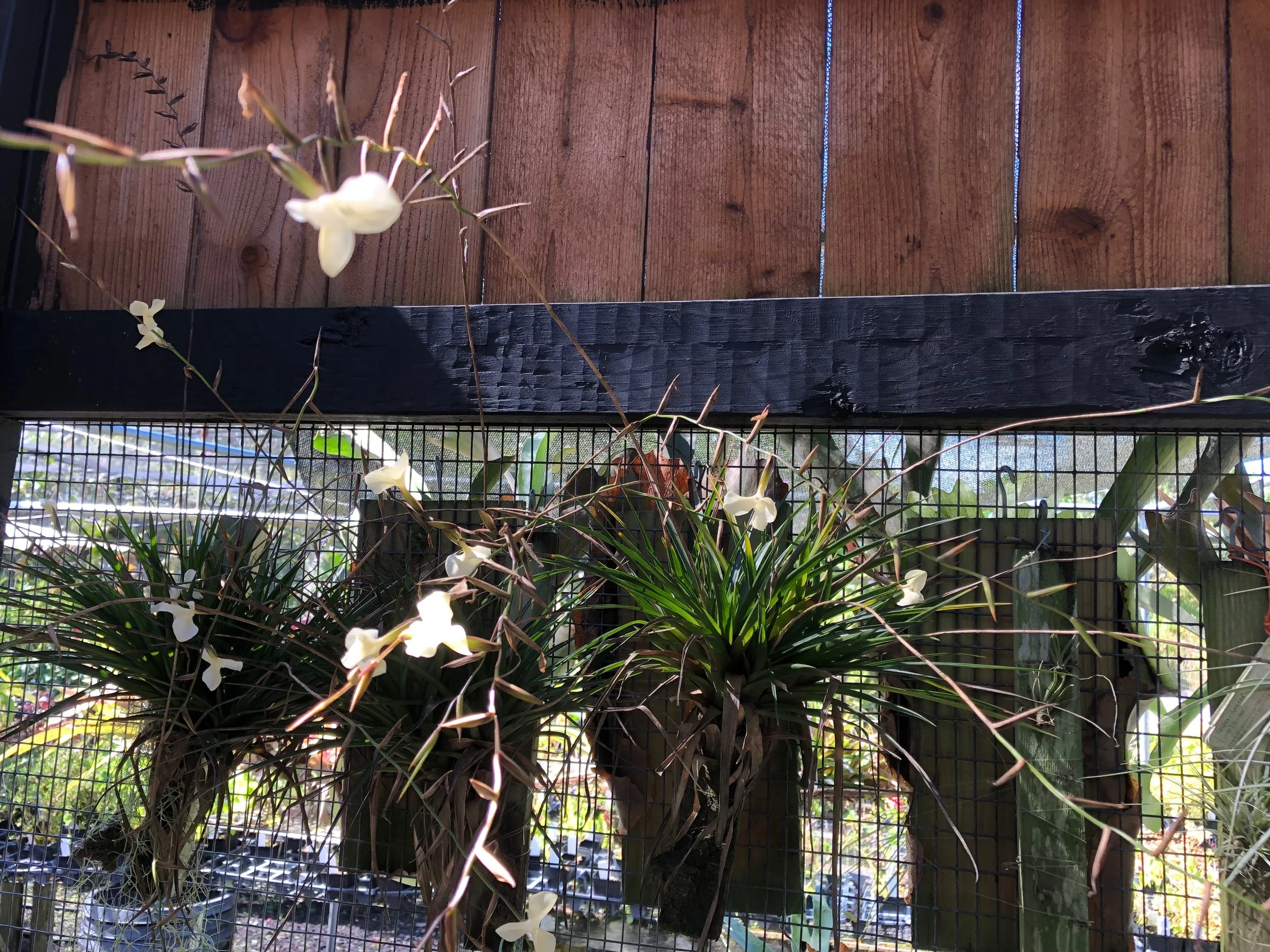 Tillandsia dodsonii (3).jpeg
