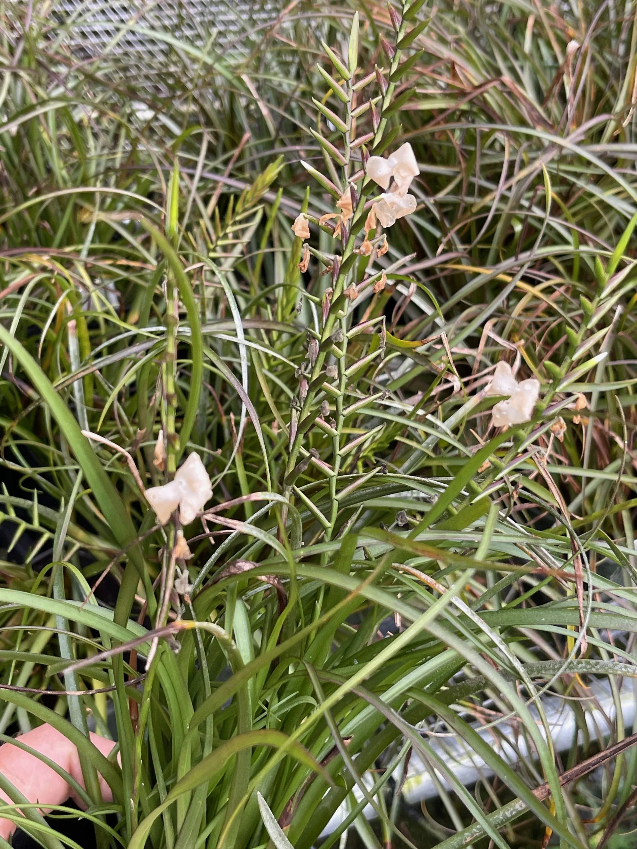 Tillandsia narthecoides (1).jpeg