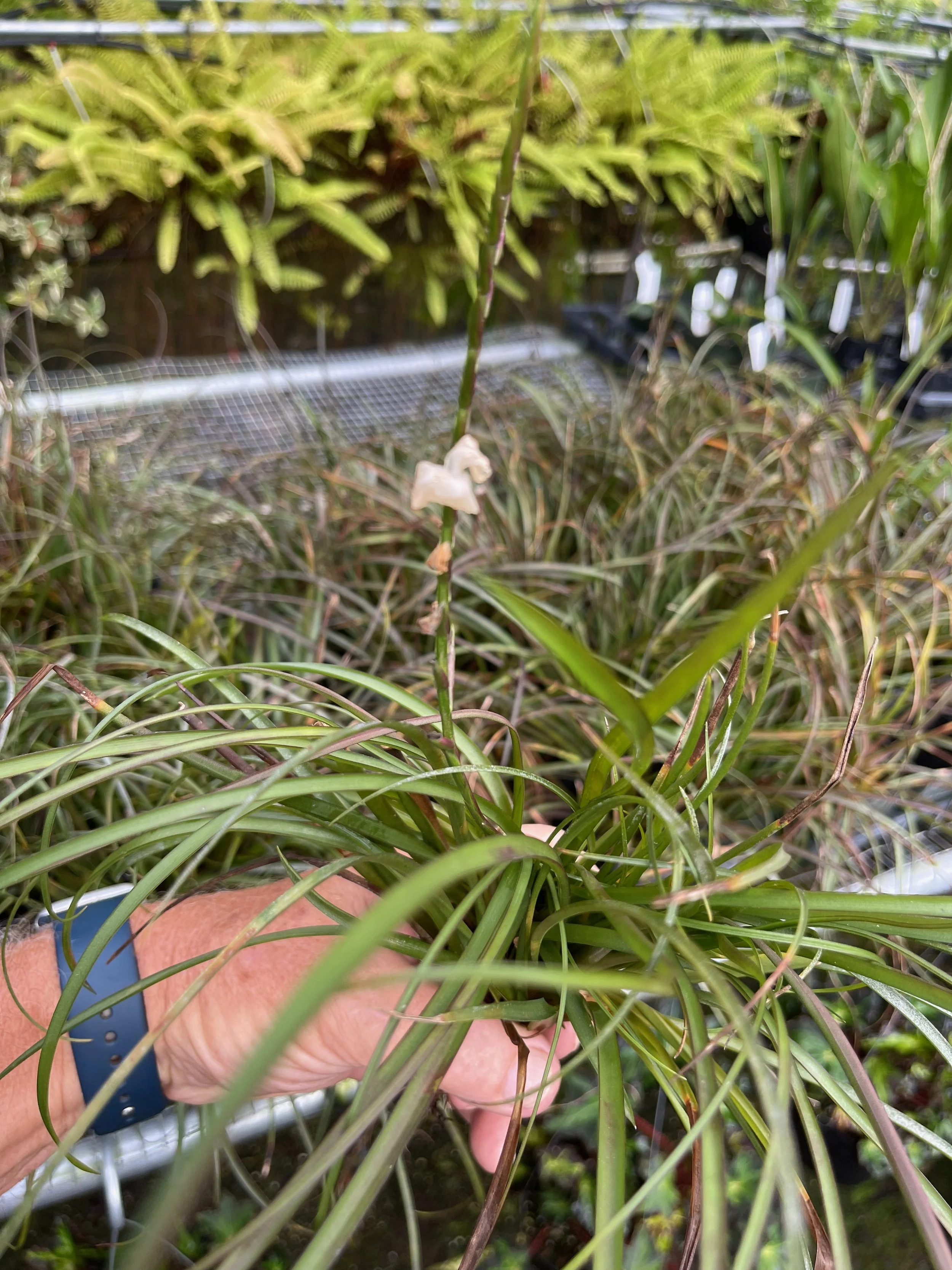 Tillandsia narthecoides (2).jpeg