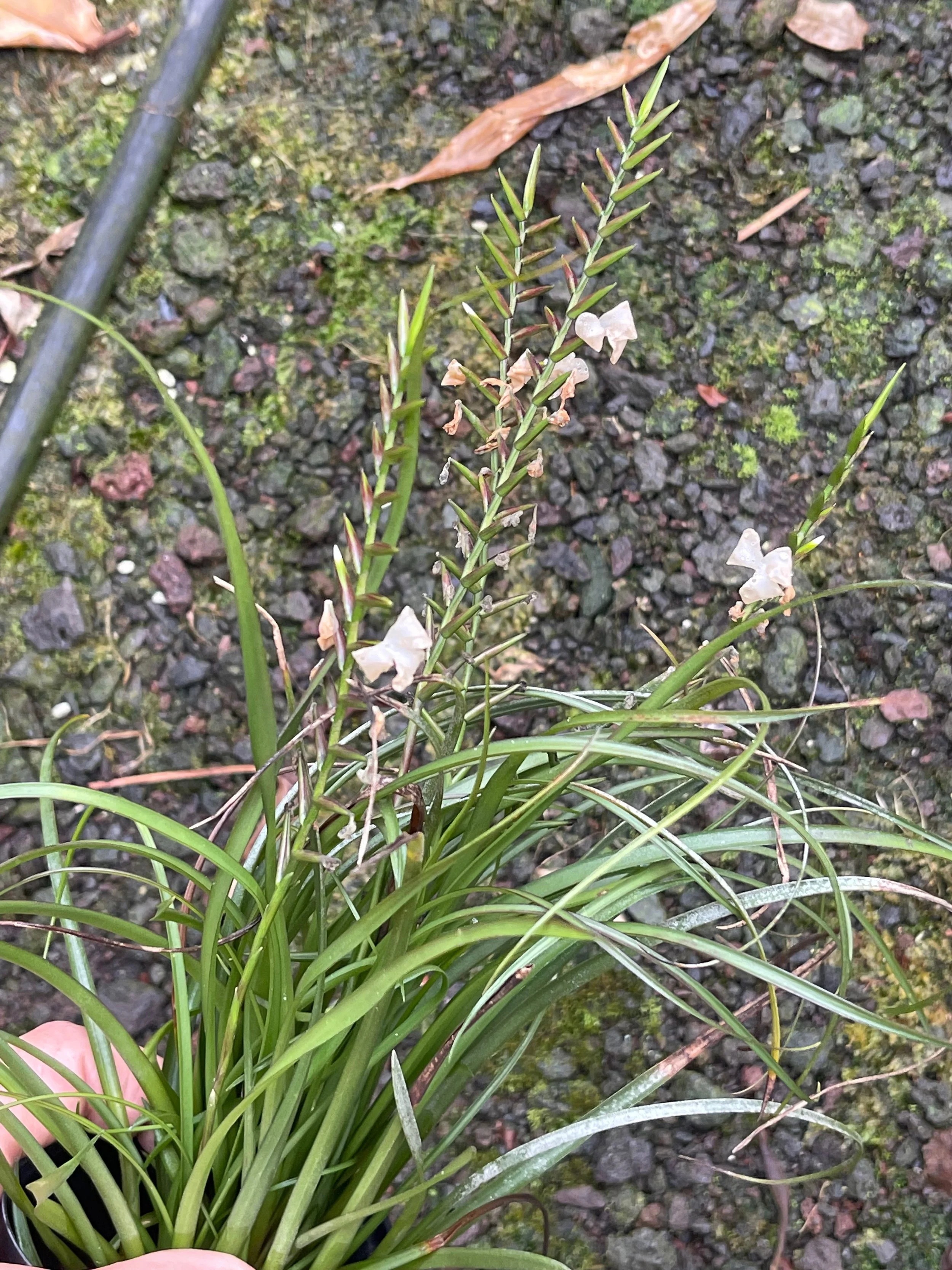 Tillandsia narthecoides.jpeg