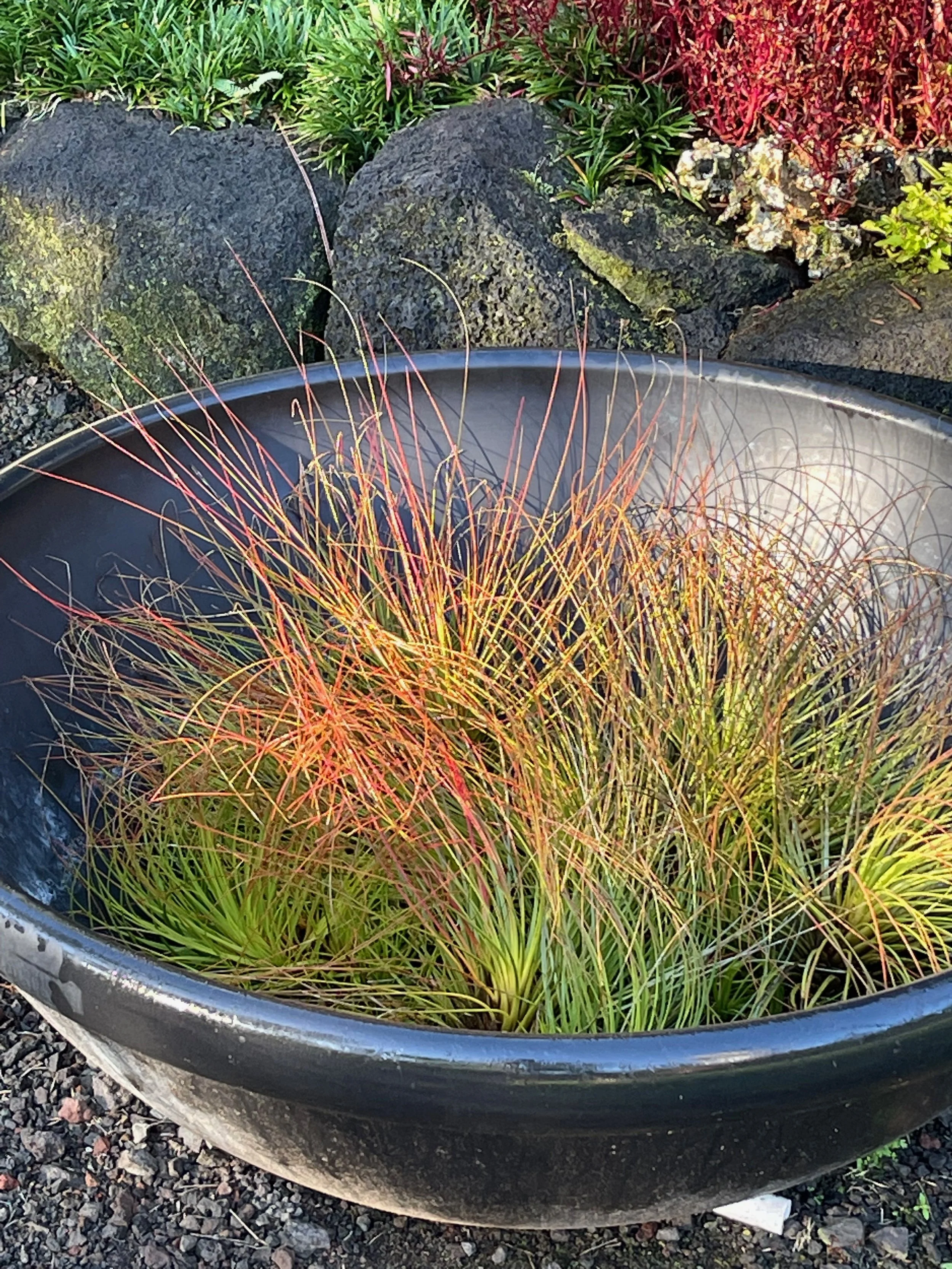 Tillandsia juncea.jpeg