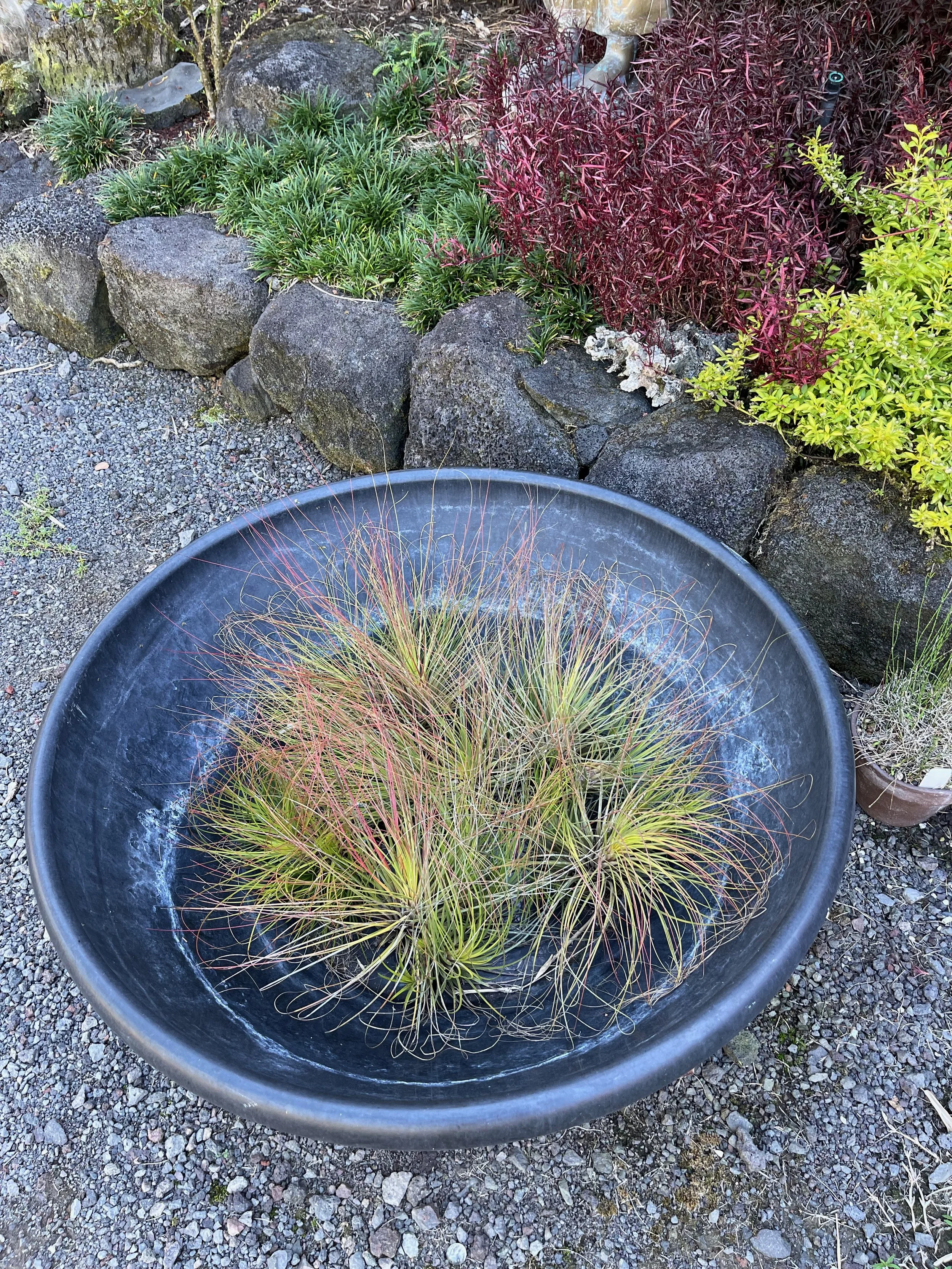 Tillandsia juncea (1).jpeg