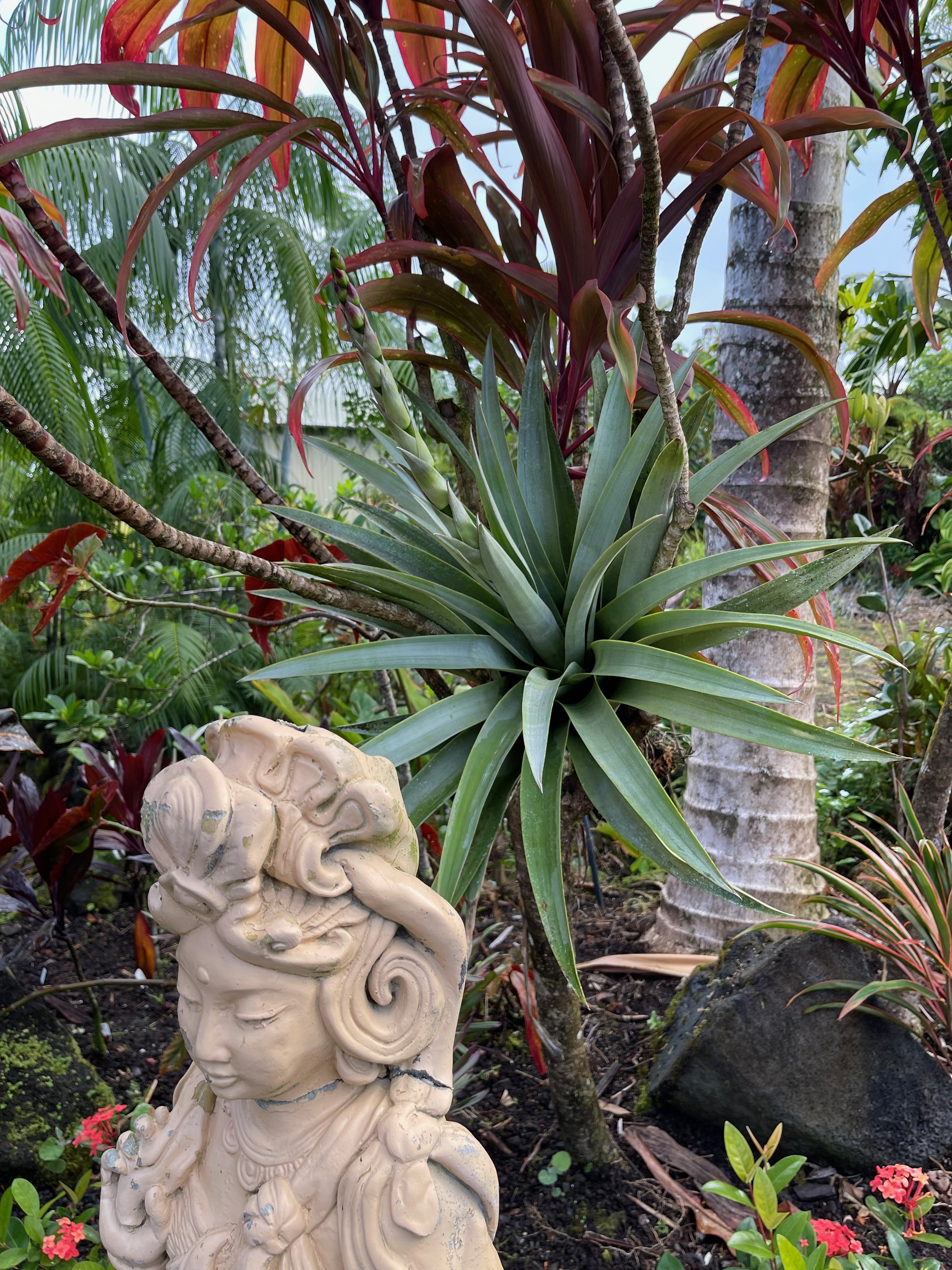 Tillandsia mima.jpeg