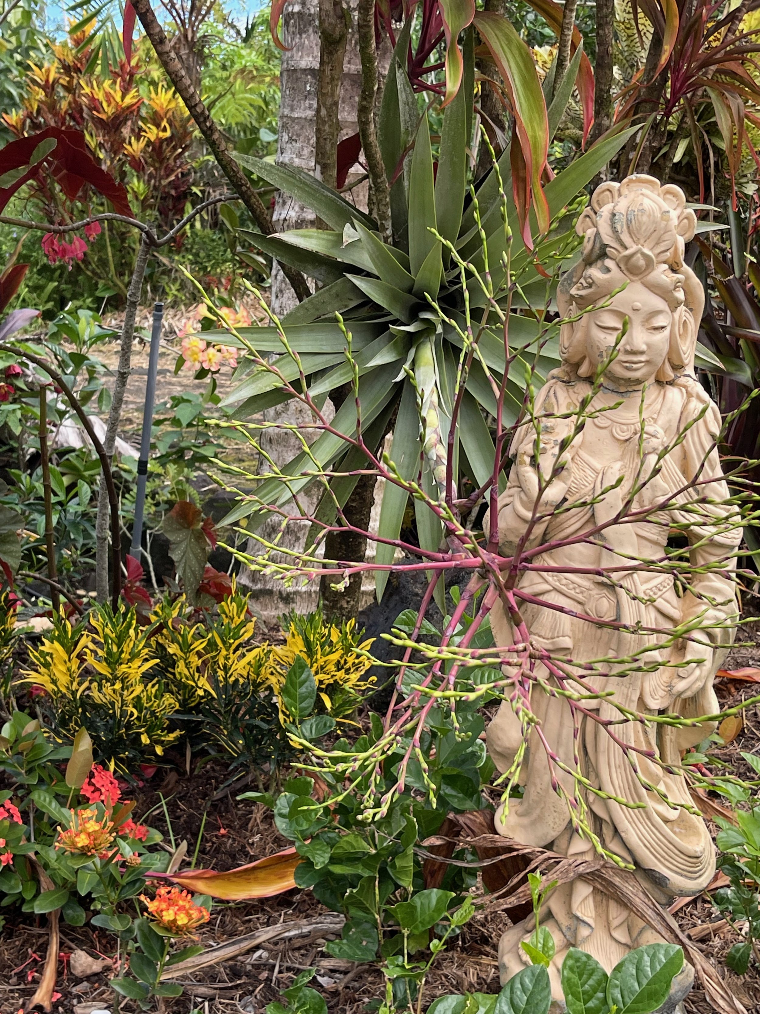 Tillandsia mima (4).jpeg