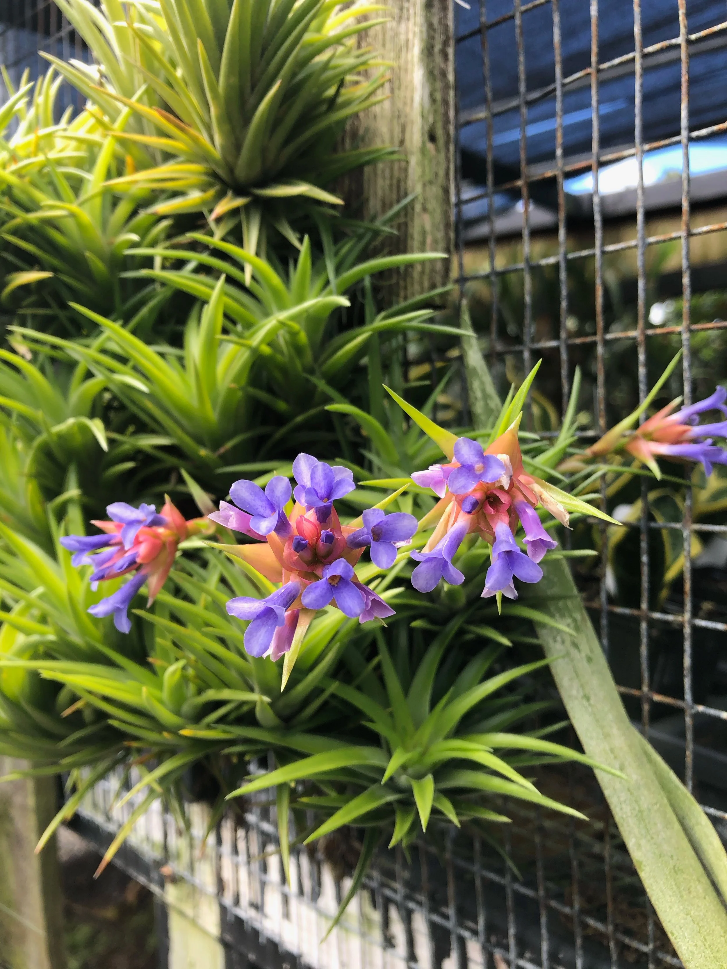 Tillandsia neglecta (1).jpeg
