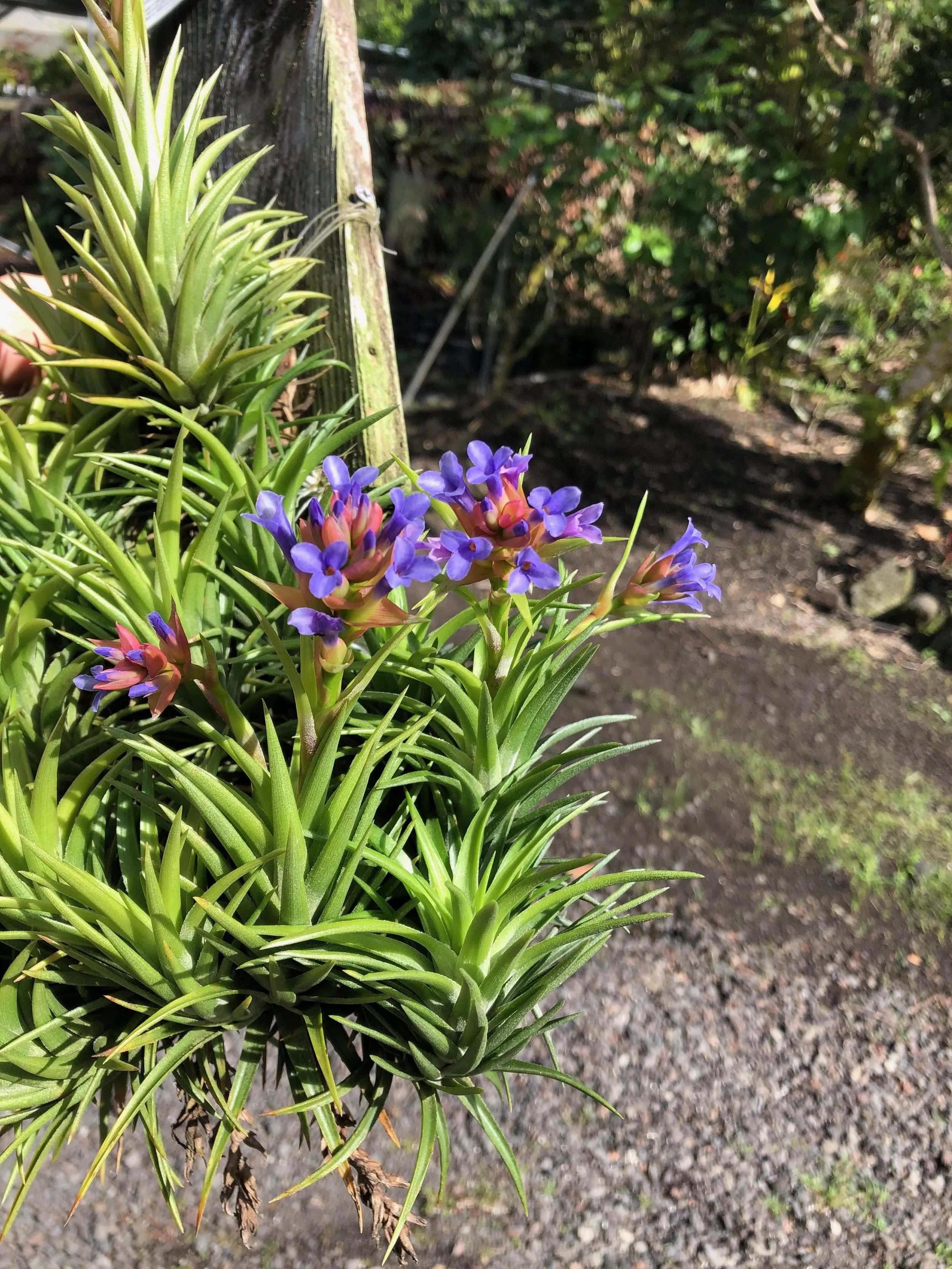 Tillandsia neglecta.jpeg