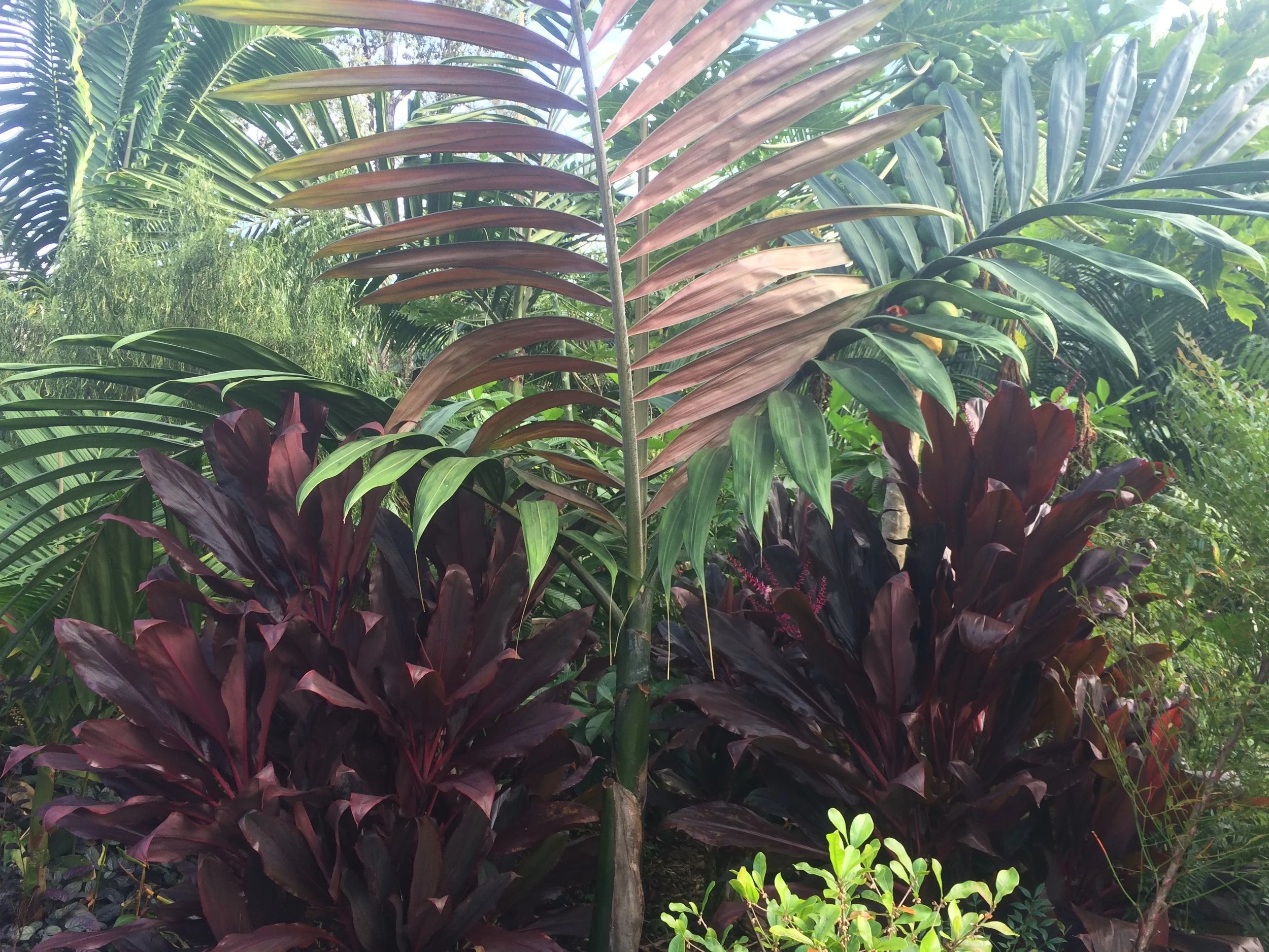 Chambreyonia macrocarpa (2).jpeg
