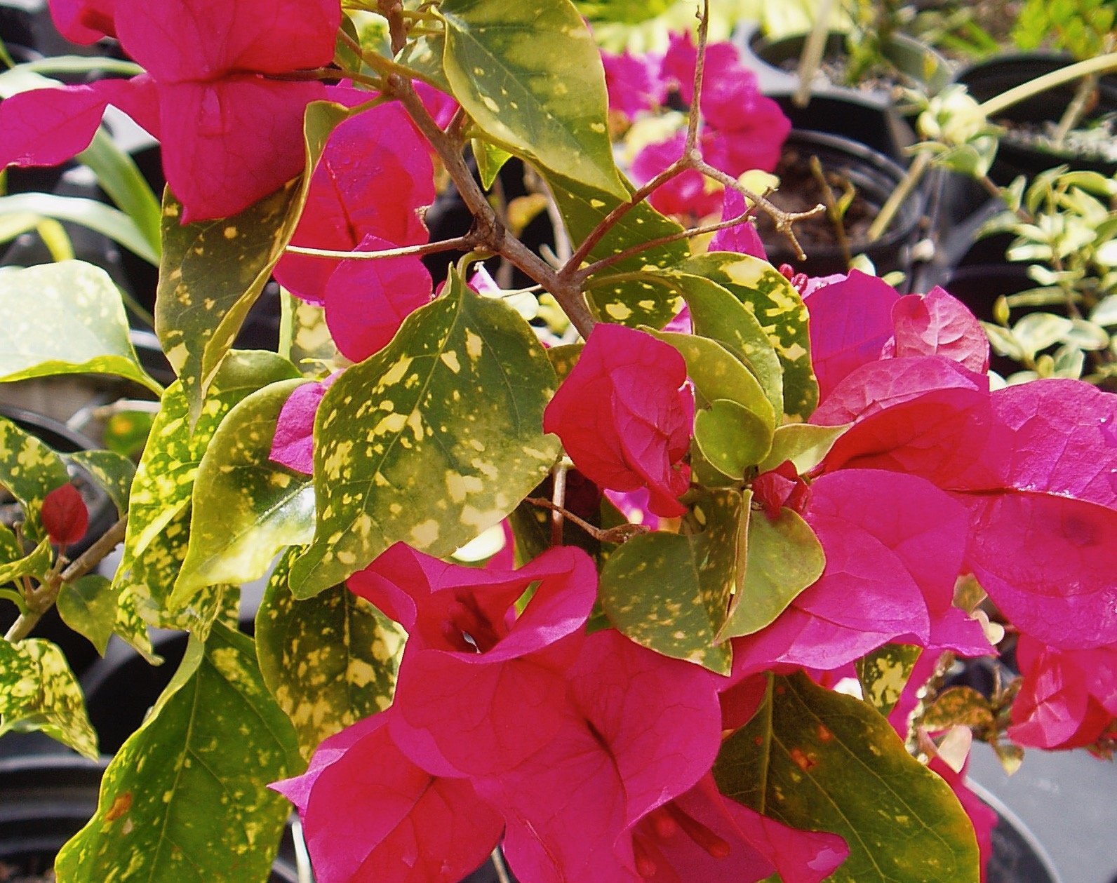 Bougainvillea 'Diamond Red' (1).jpeg
