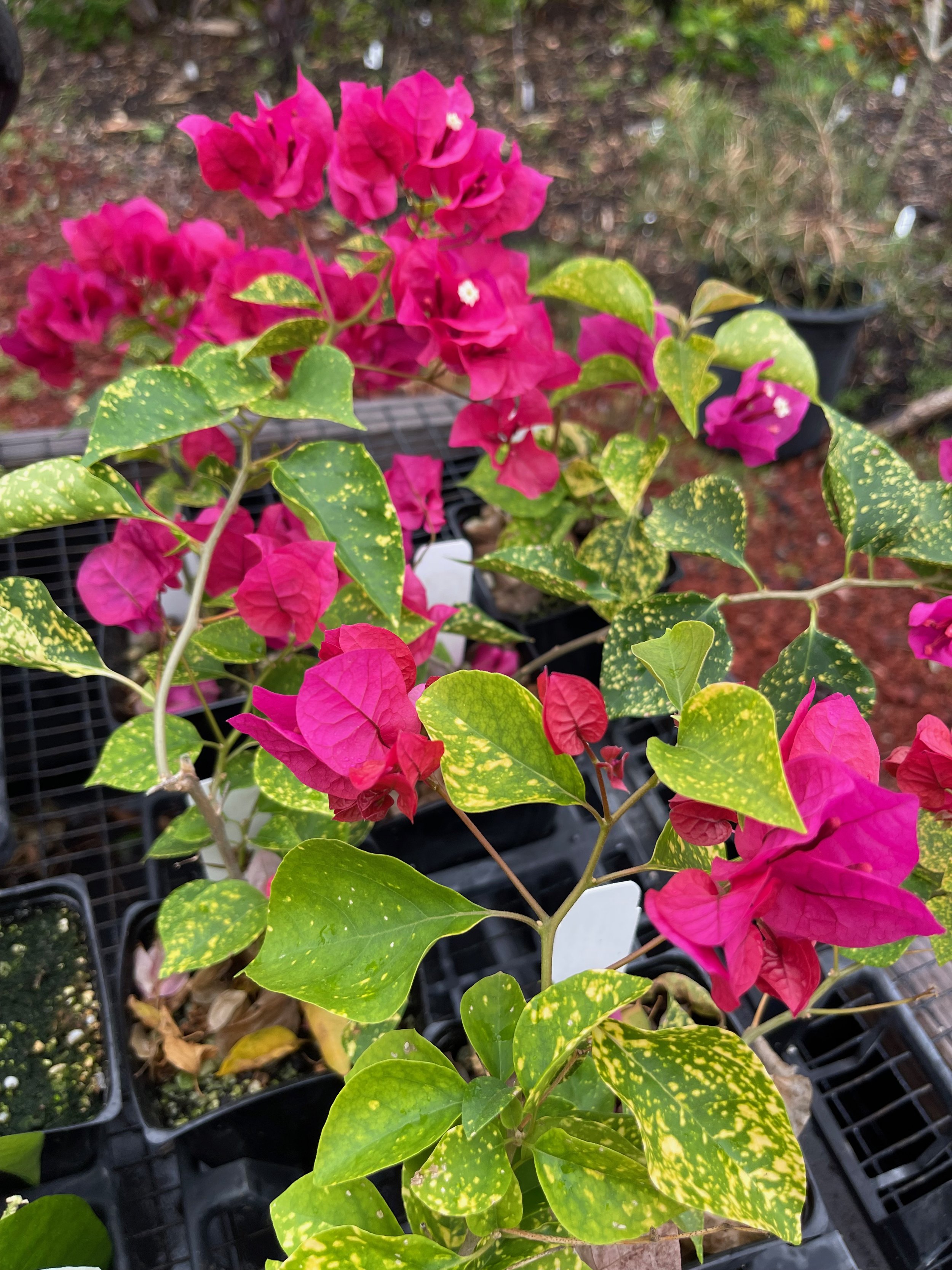 Bougainvillea 'Diamond Red' (7).jpeg