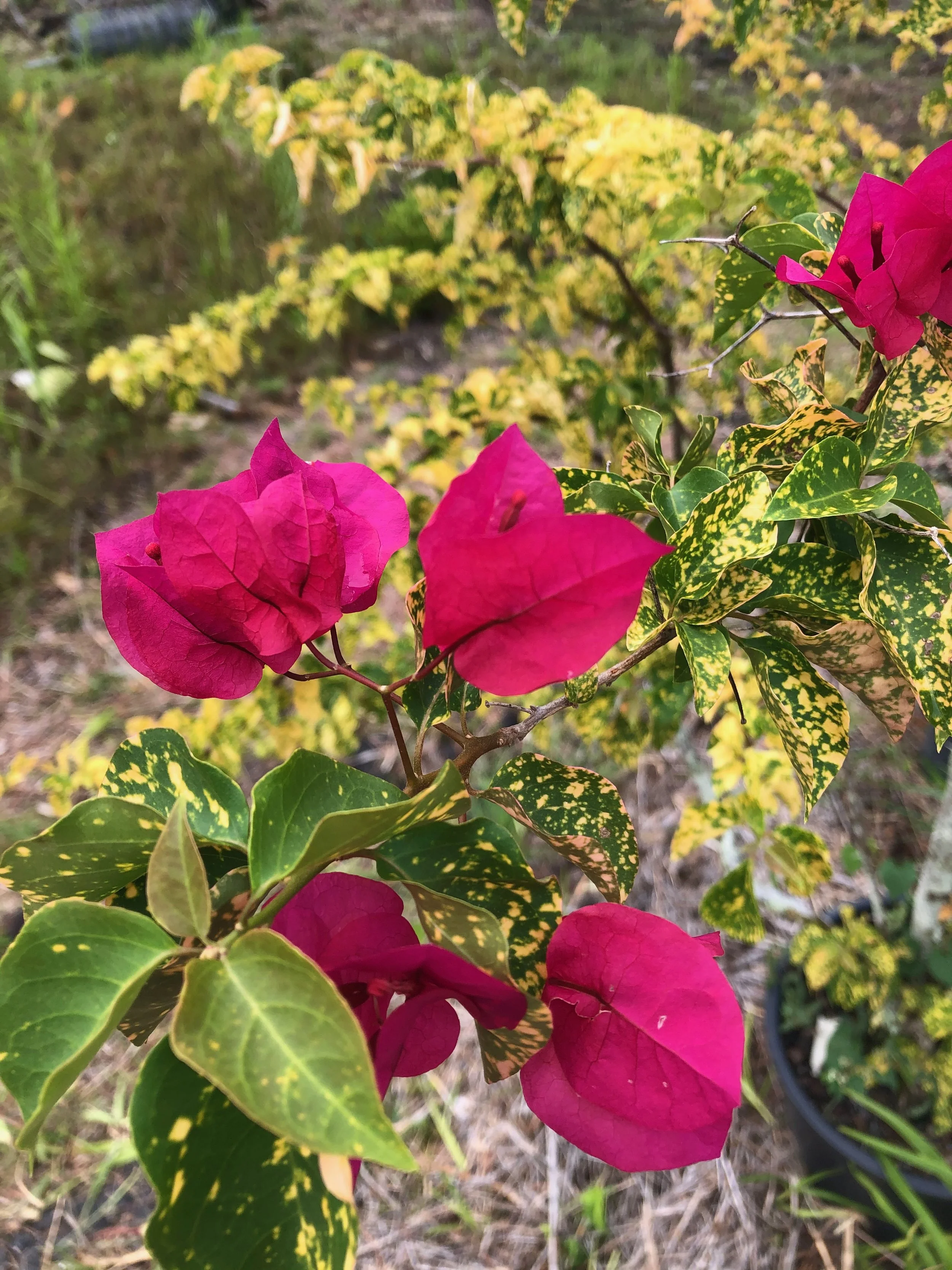 Bougainvillea 'Diamond Red' (2).jpeg