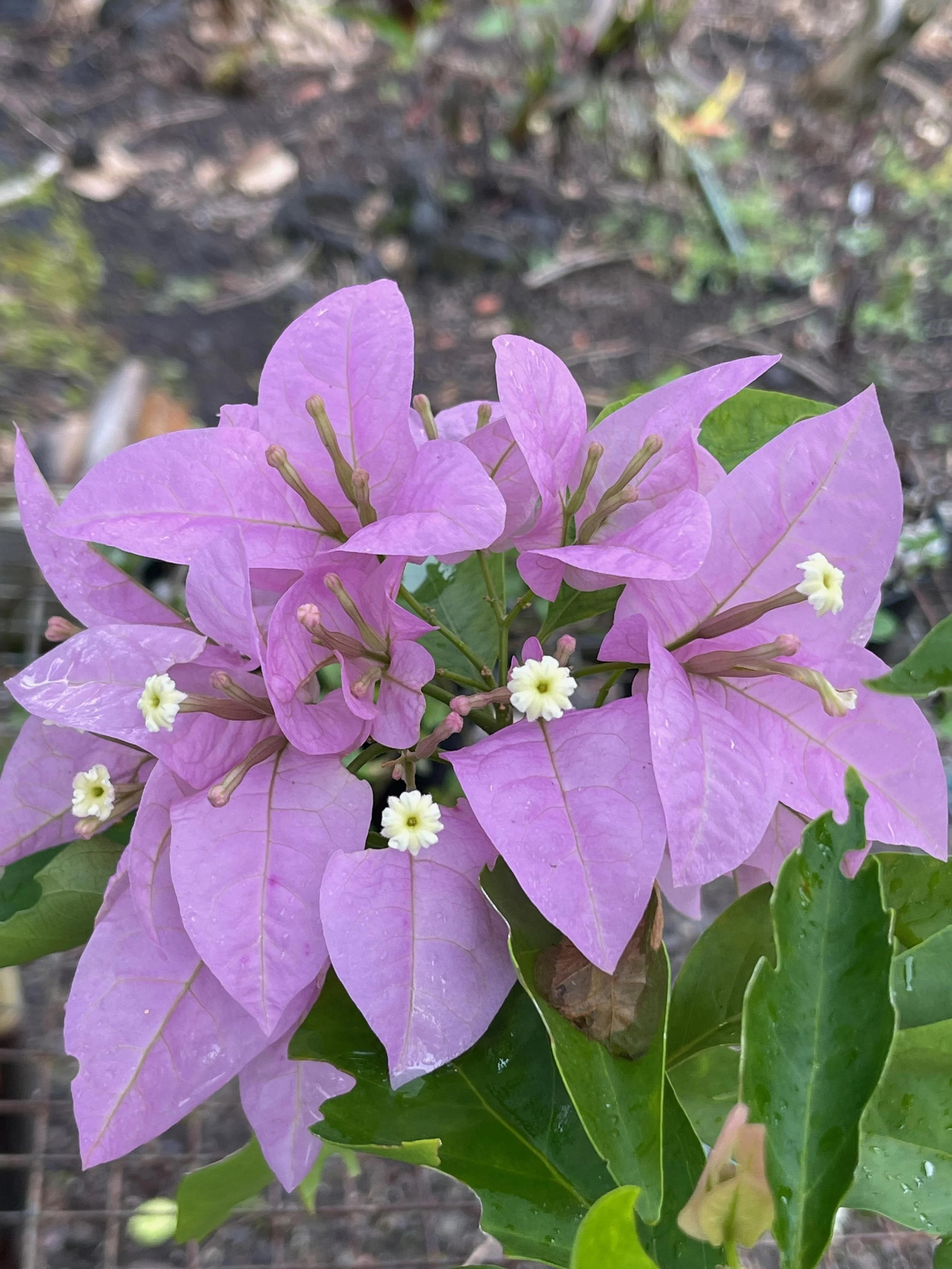 Bougainvillea  'Silhouette' (Thai).jpeg