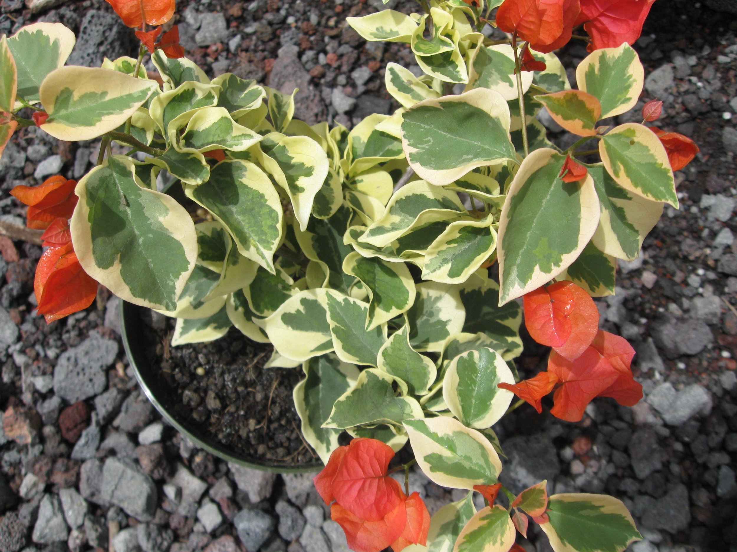 Bougainvillea 'Bengal Orange'.jpeg