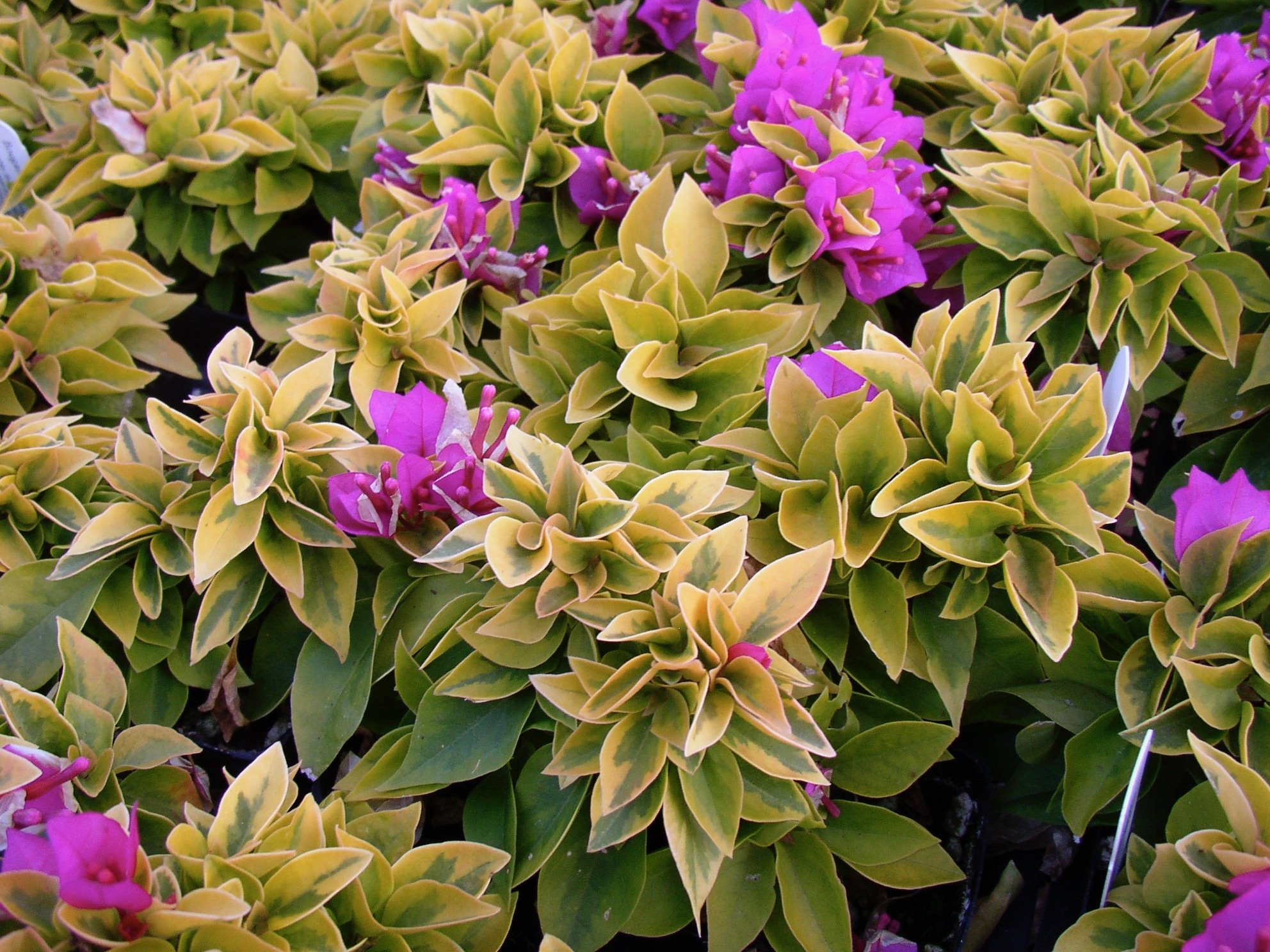 Bougainvillea (Shrub) 'Pixie Queen' (3).jpeg