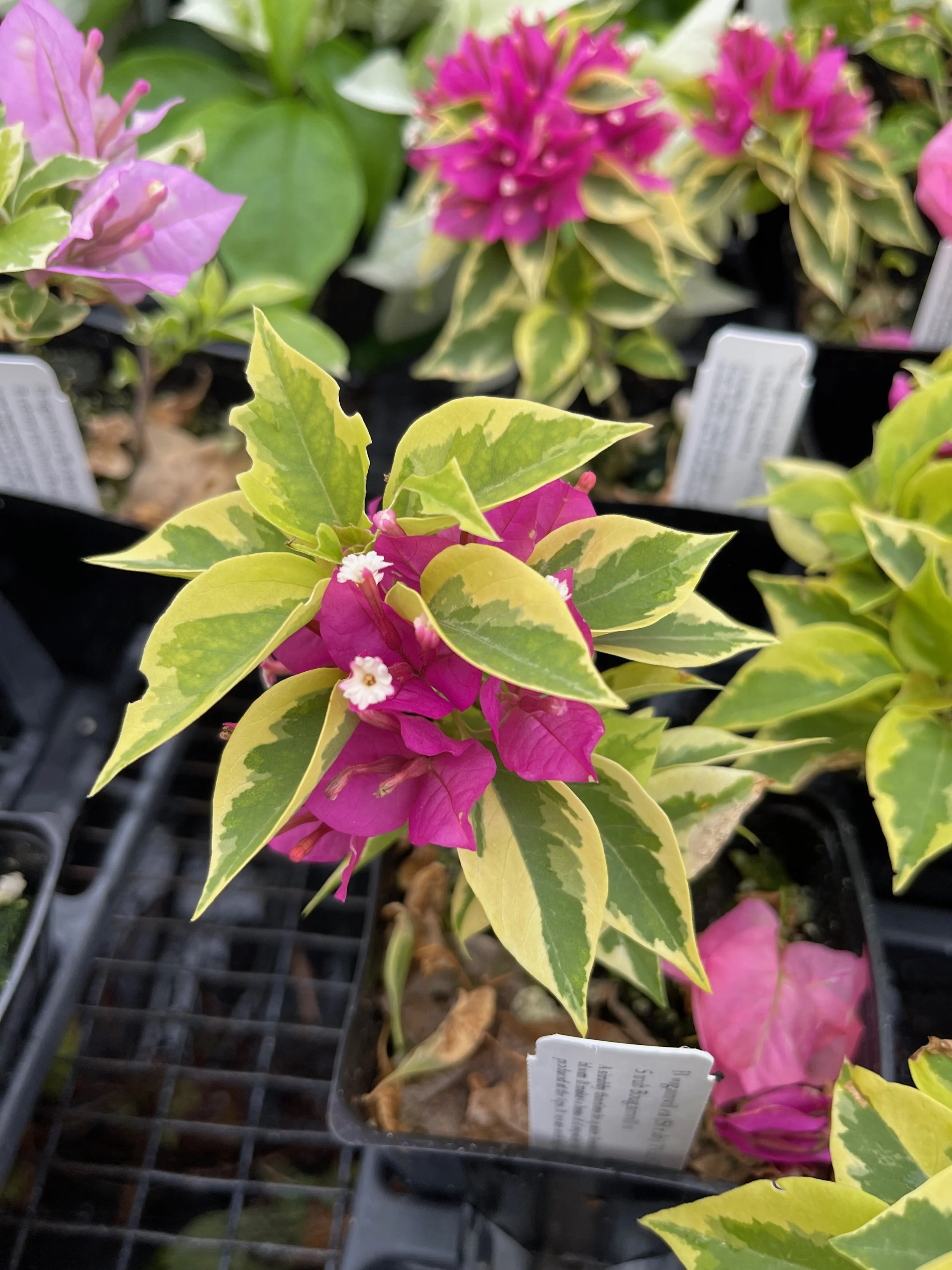 Bougainvillea (Shrub) 'Pixie Queen'.jpeg