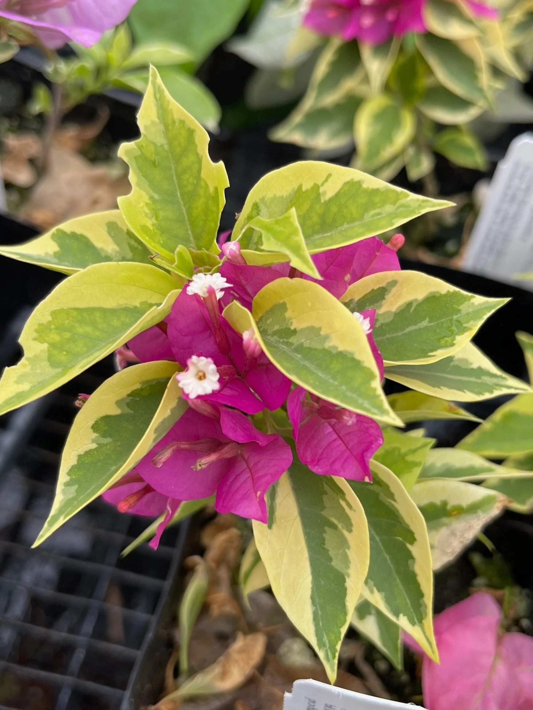 Bougainvillea+%28Shrub%29+%27Pixie+Queen%27+%284%29.jpg