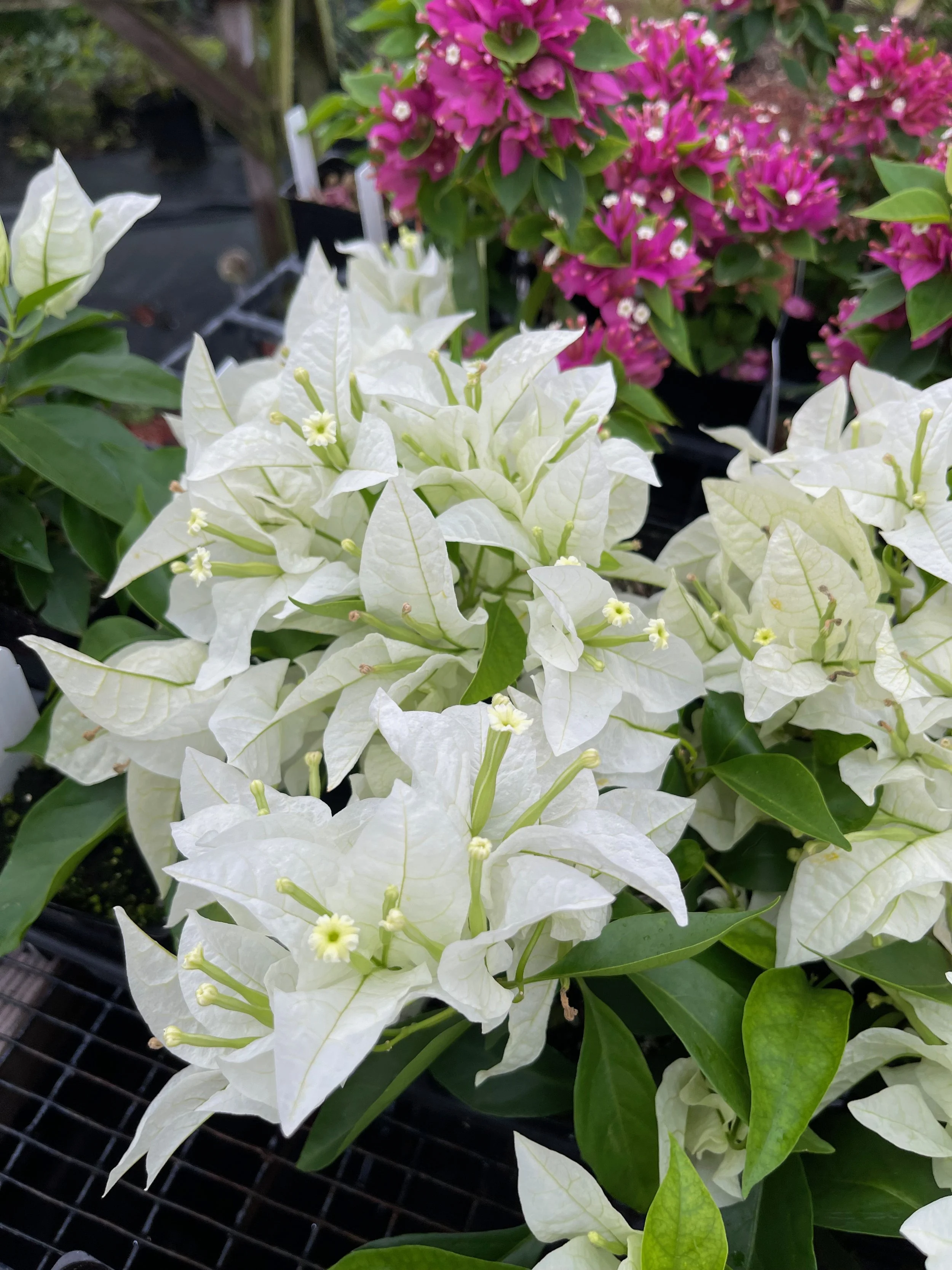 Bougainvillea (Thai)  'Diana Kea'.jpeg