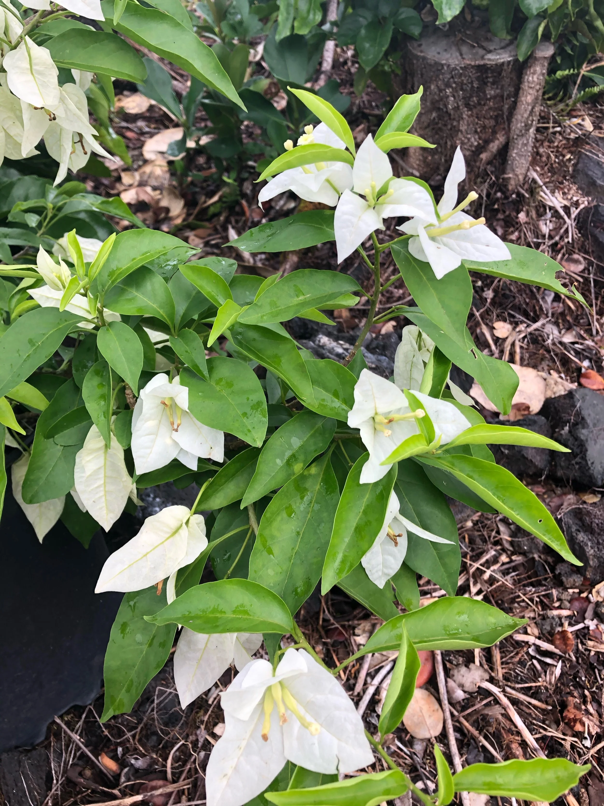 Bougainvillea (Thai)  'Diana Kea' (1).jpeg