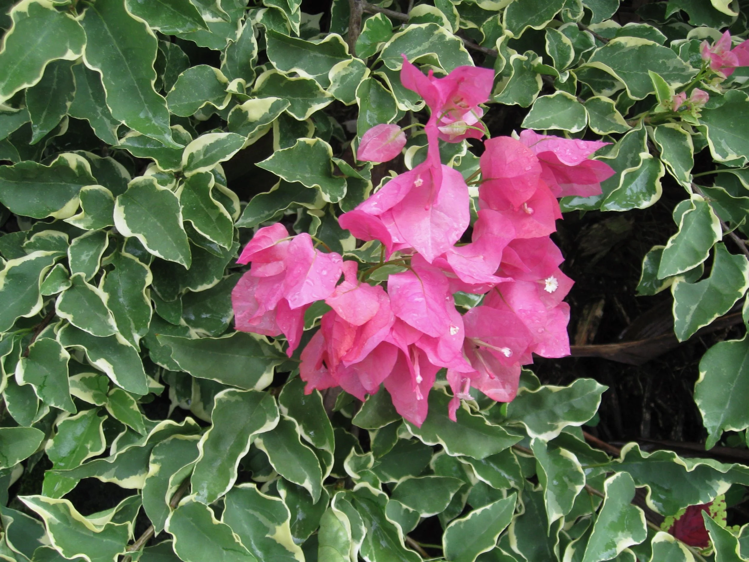 Bougainvillea (Variegated Pink) (5).jpeg