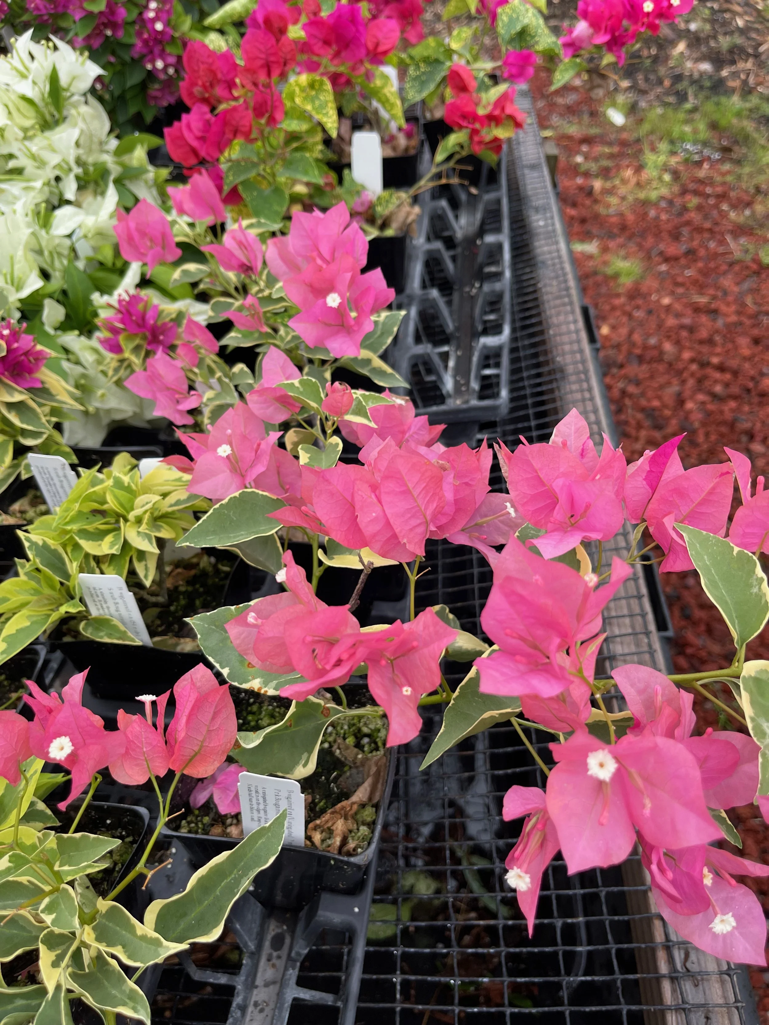 Bougainvillea (Variegated Pink) (10).jpeg