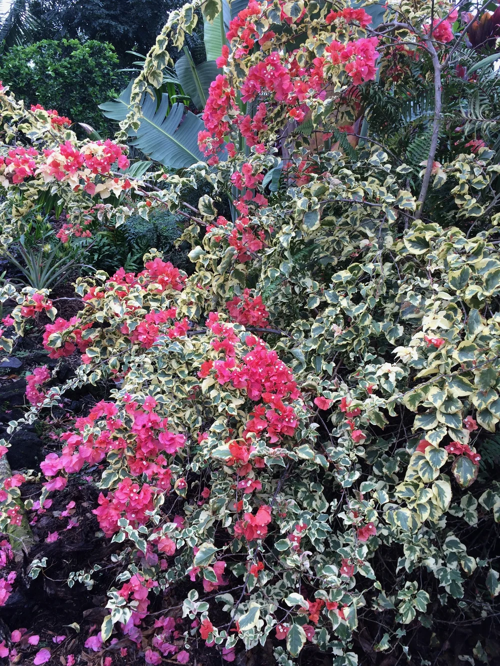Bougainvillea (Variegated Pink)  Vintage Green Farms with Tom Piergrossi