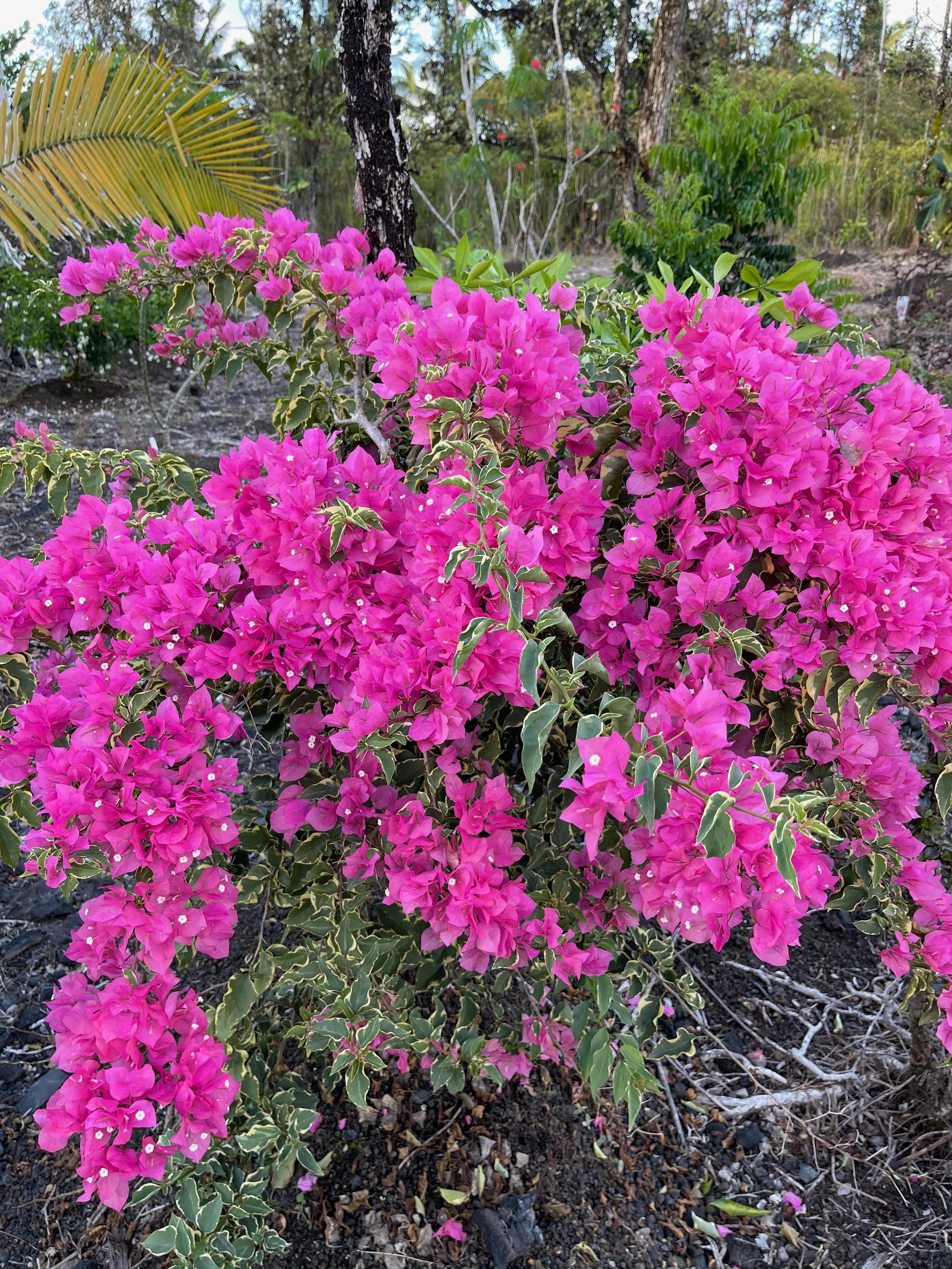 Bougainvillea (Variegated Pink) (9).jpeg