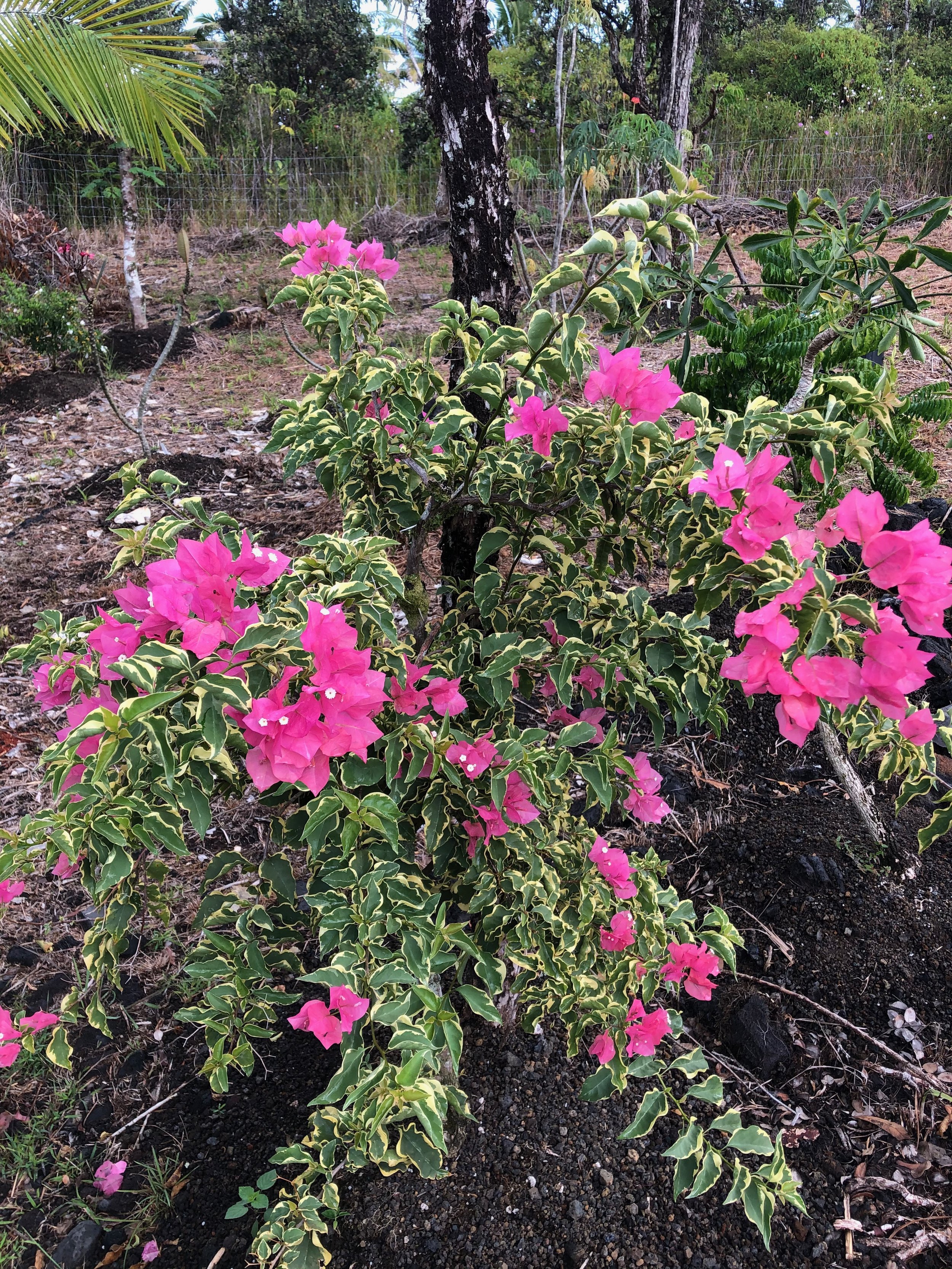 Bougainvillea (Variegated Pink) (7).jpeg