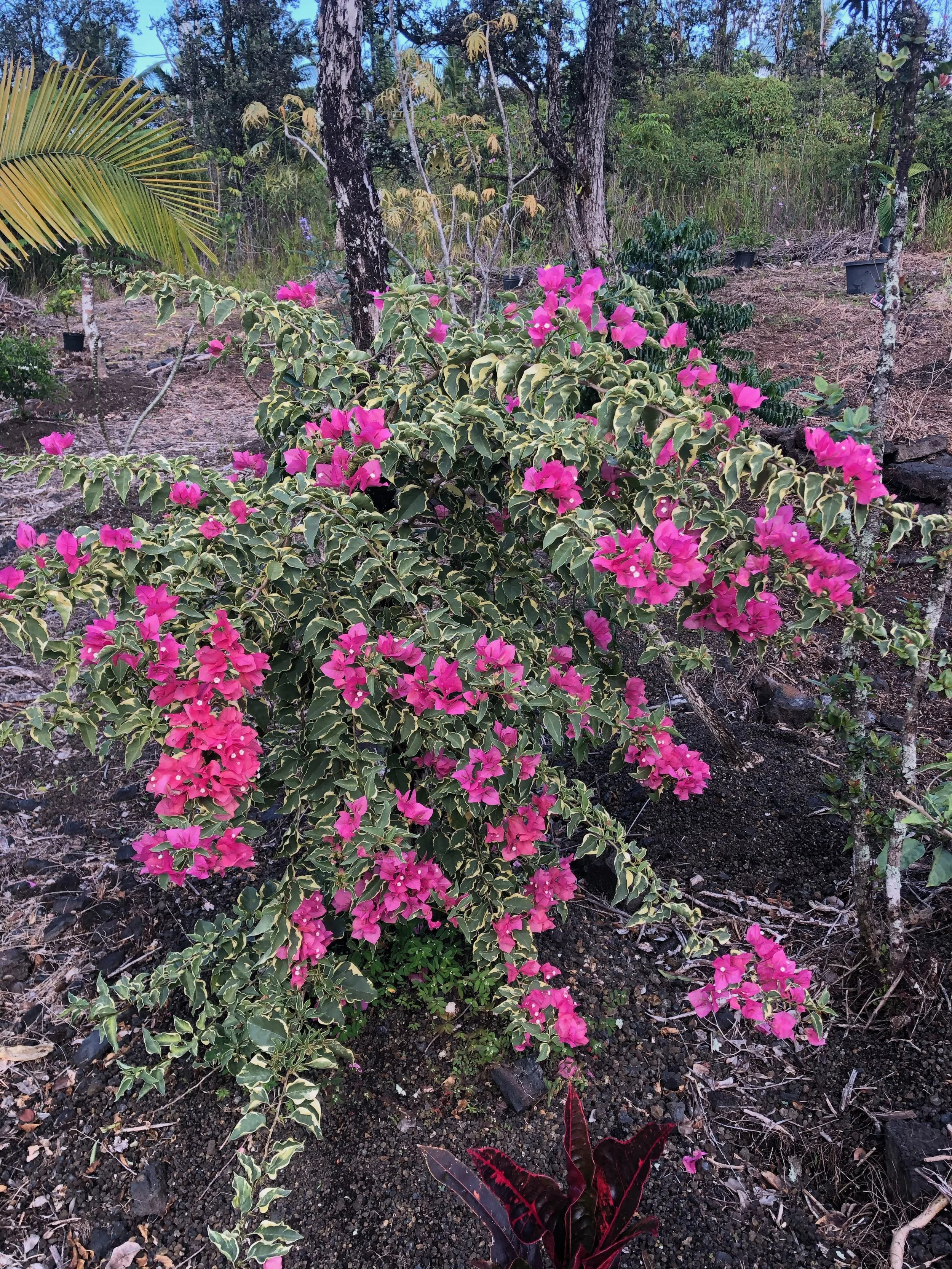 Bougainvillea (Variegated Pink) (8).jpeg
