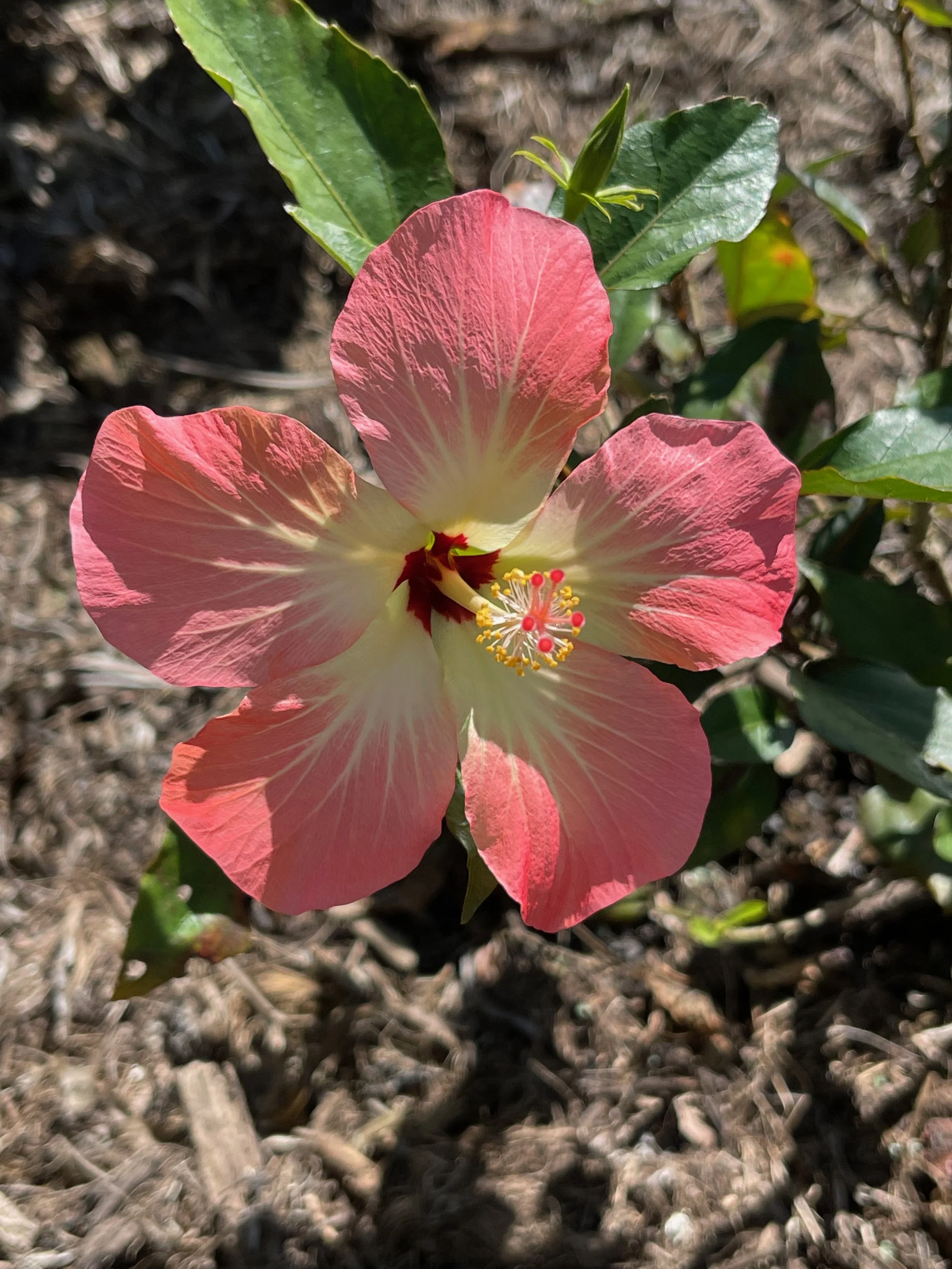 Hibiscus storckii (1).jpeg
