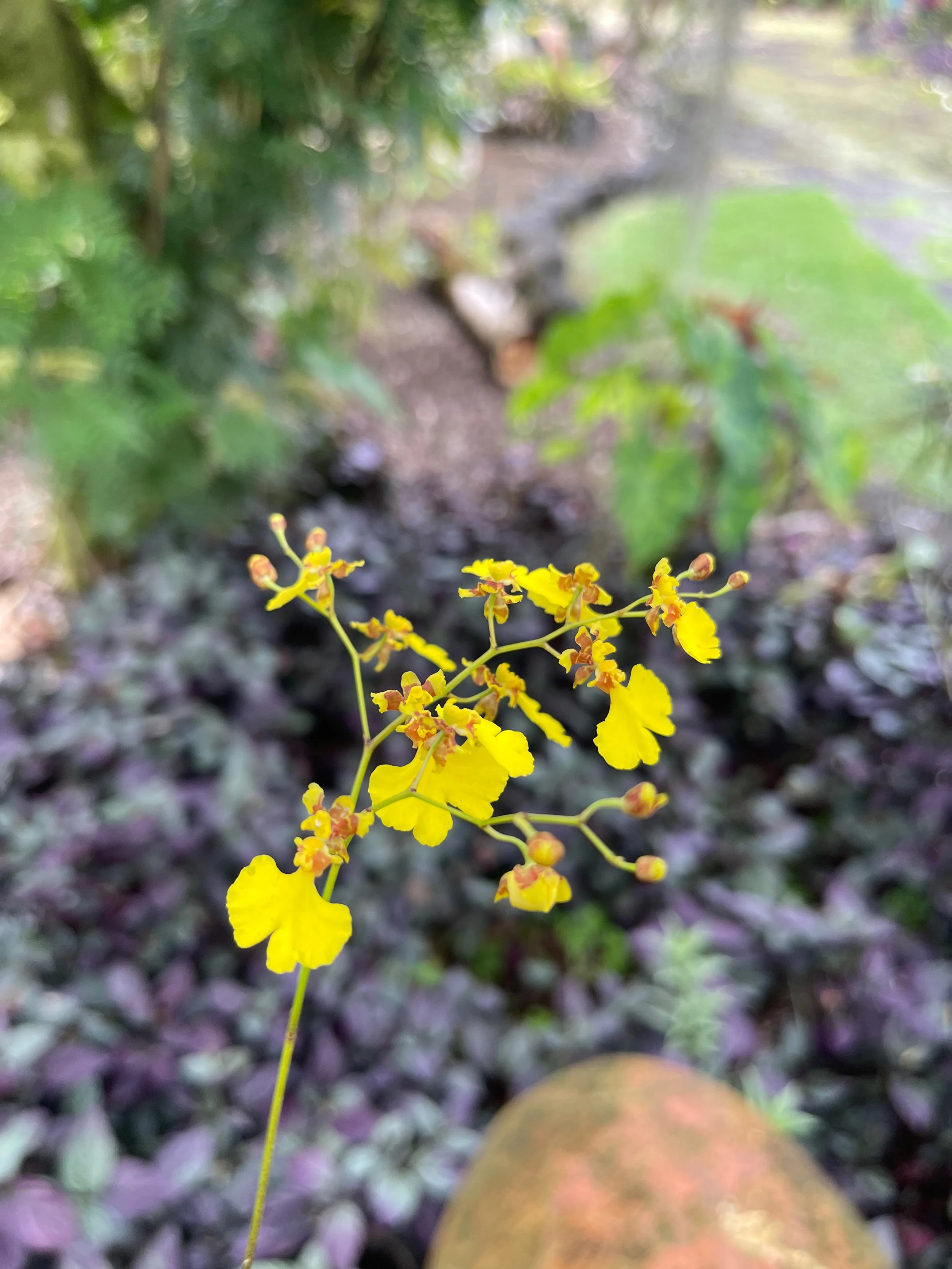Oncidium flexuosum (4).jpeg
