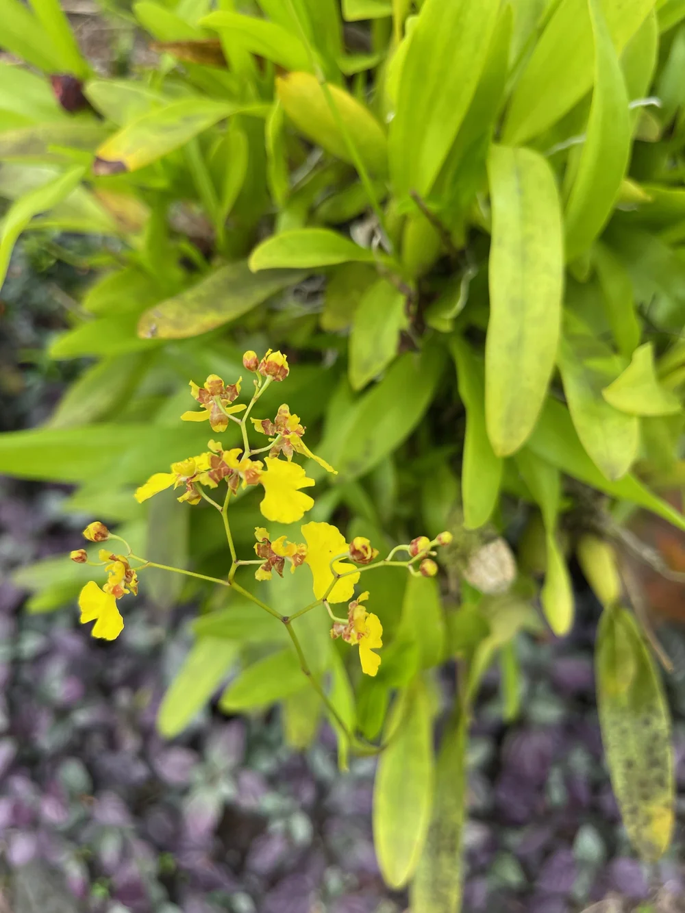 Oncidium flexuosum  Vintage Green Farms with Tom Piergrossi
