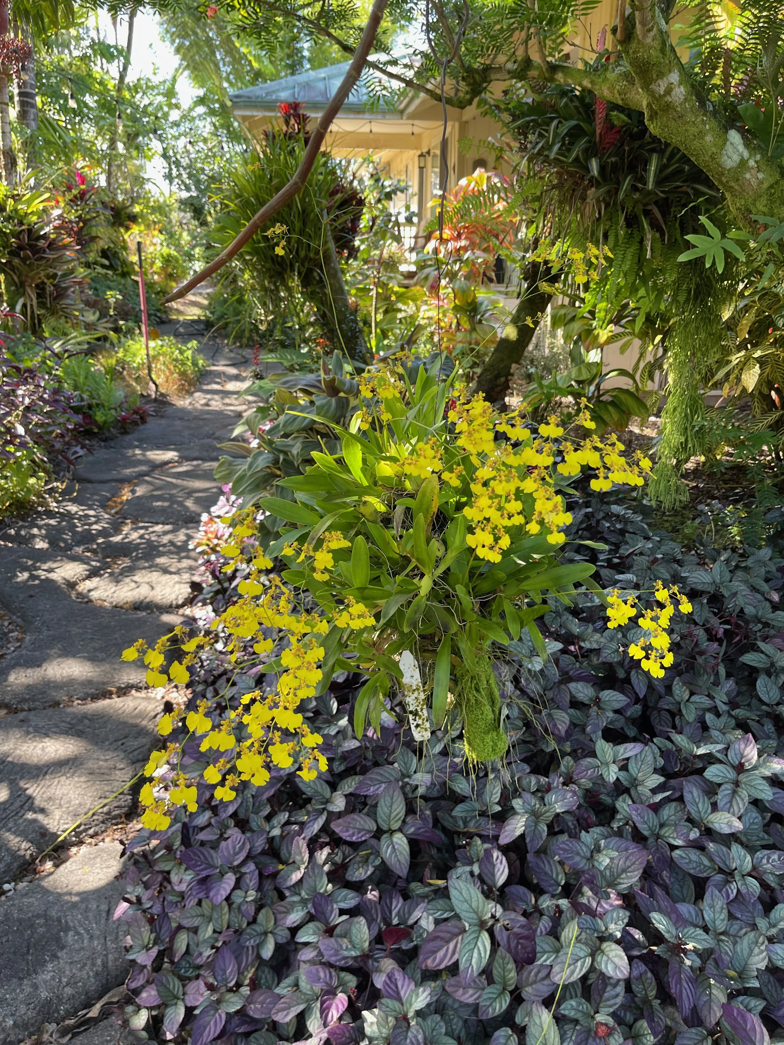 Oncidium flexuosum (2).jpeg