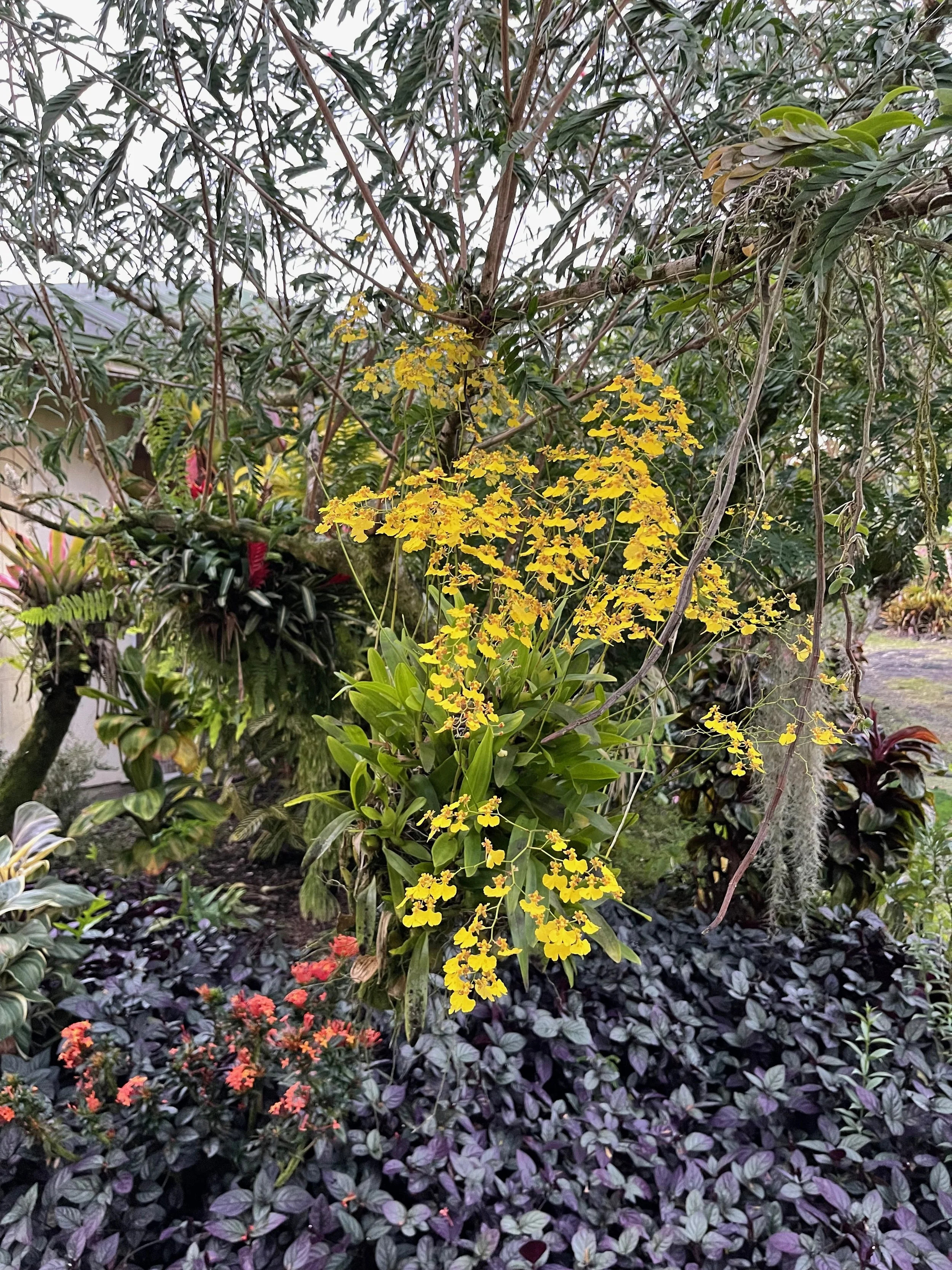 Oncidium flexuosum.jpeg